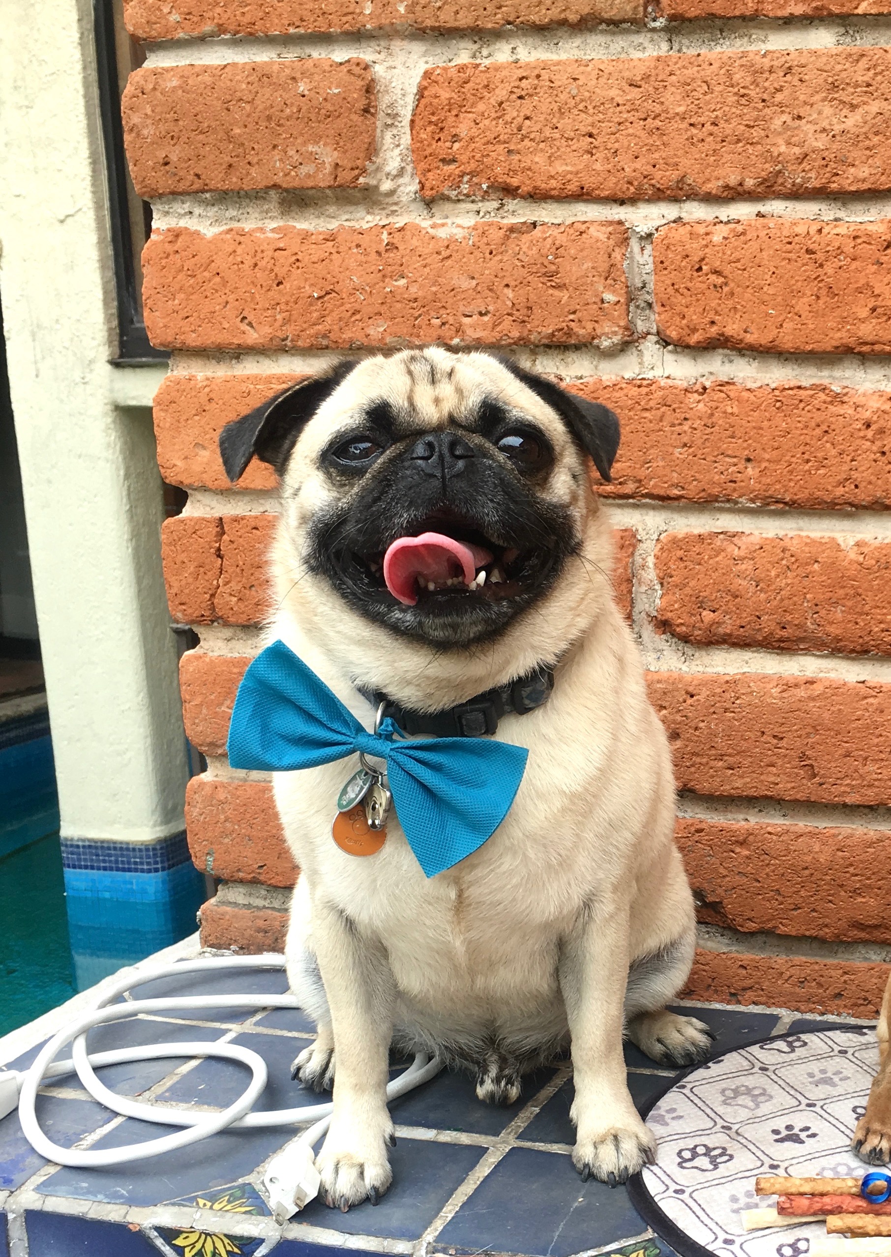 30 mil razones para salvar la patita de Tobías ❤️ campaign photo, 4 of 6