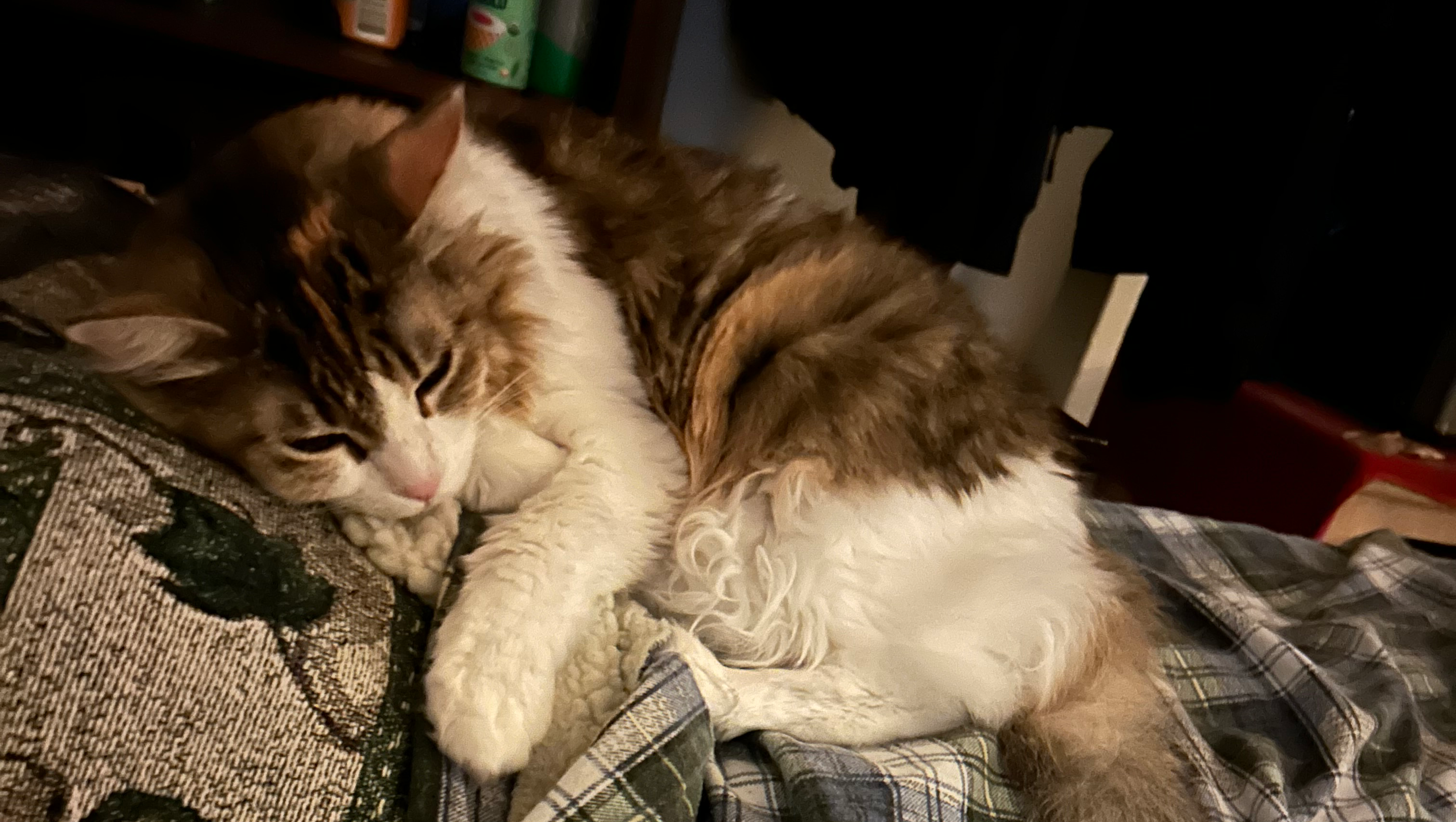 Urgent Surgery for Kiera: Save a Beloved Cat photo