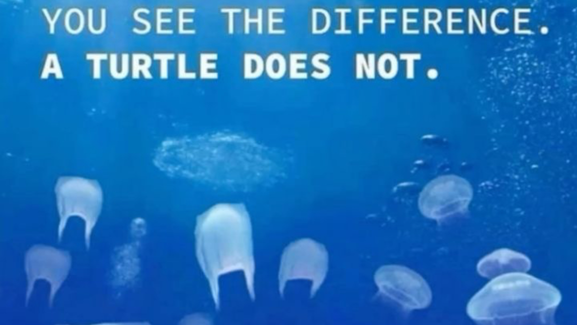 Turtles and coral bleaching in Florida photo