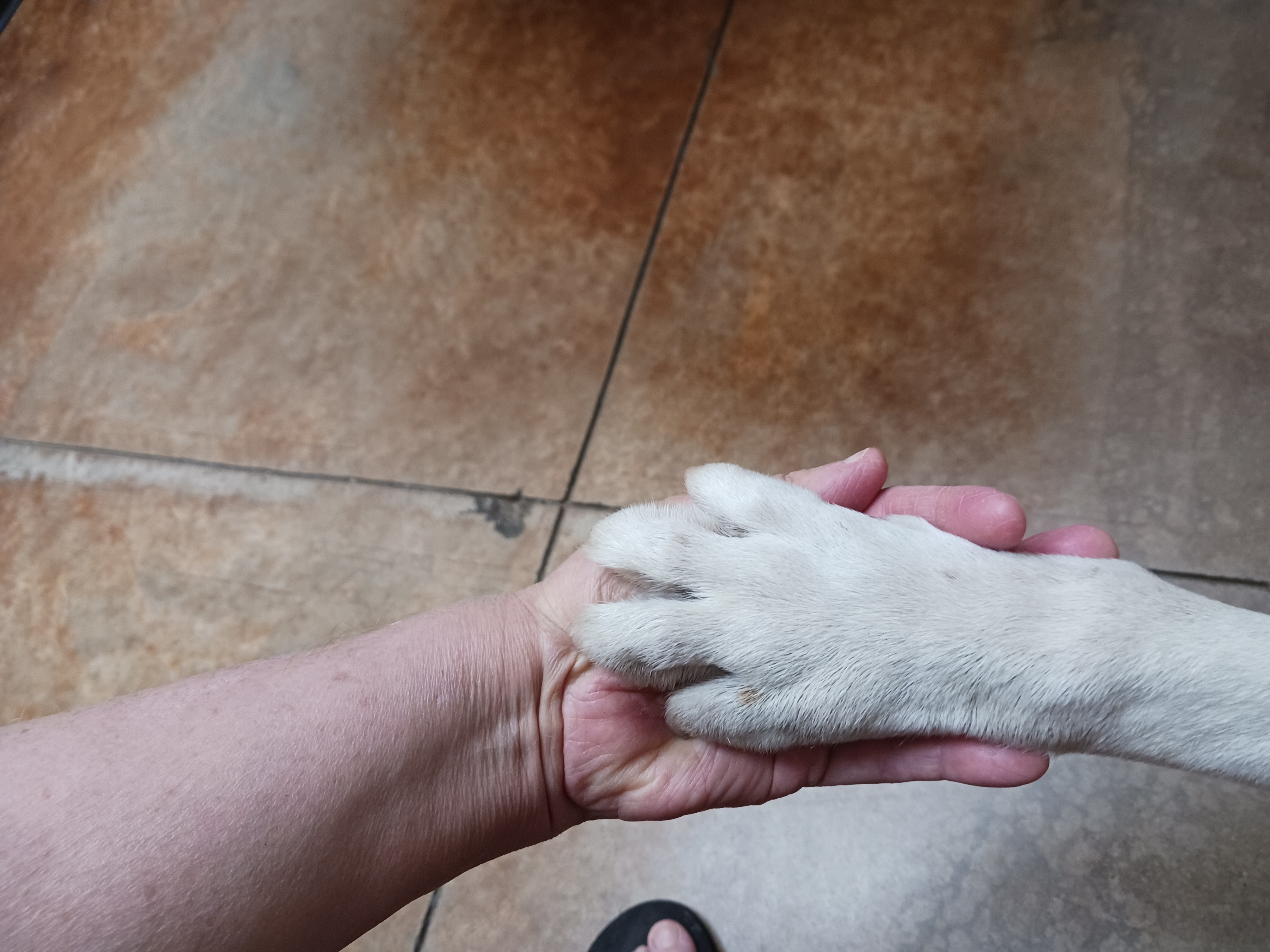 Help Laurie Ann's Animal Orphanage Save Lives campaign photo, 7 of 8