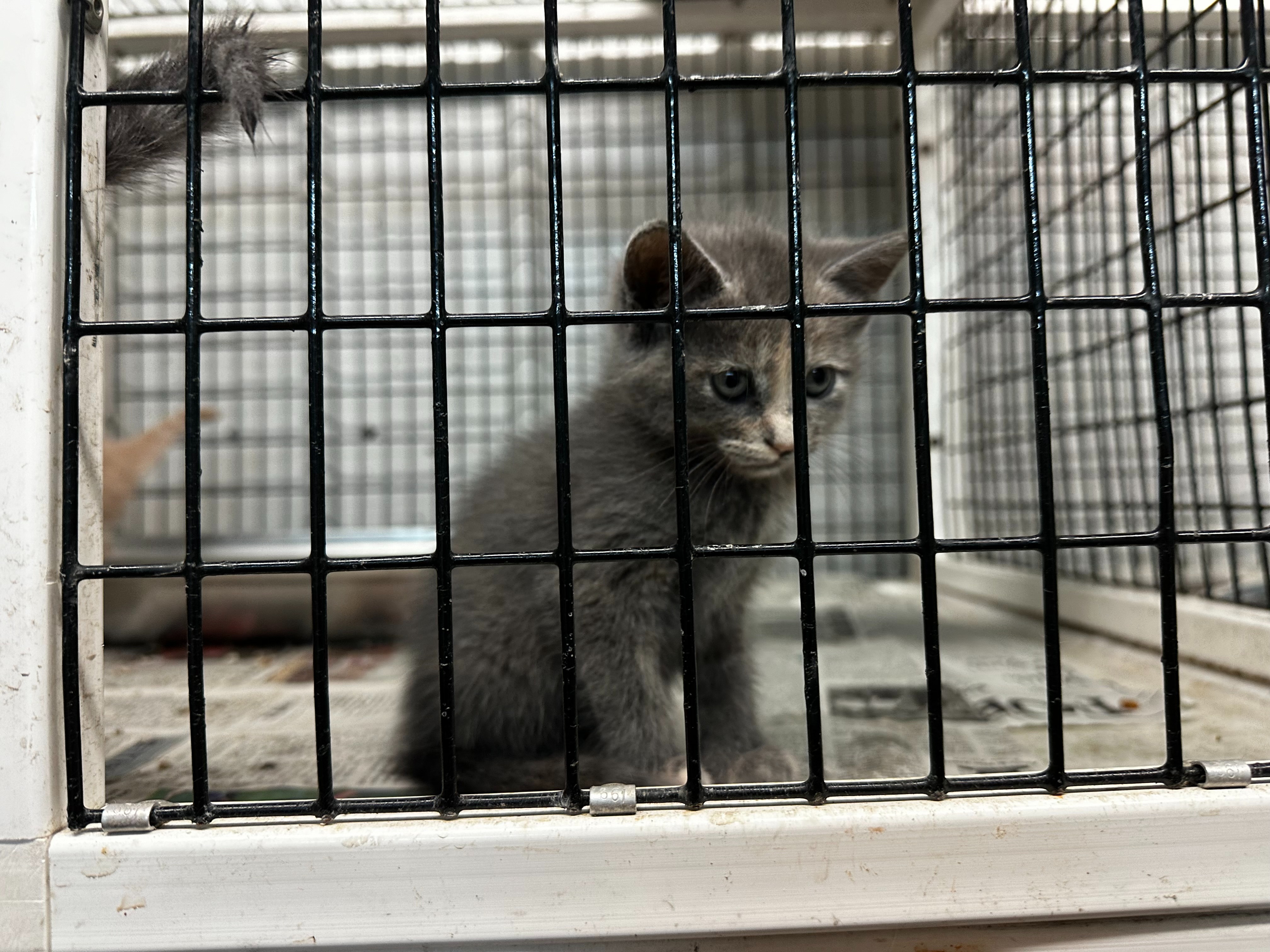 Help Us Expand Our No-Cage Cat Haven campaign photo, 2 of 4
