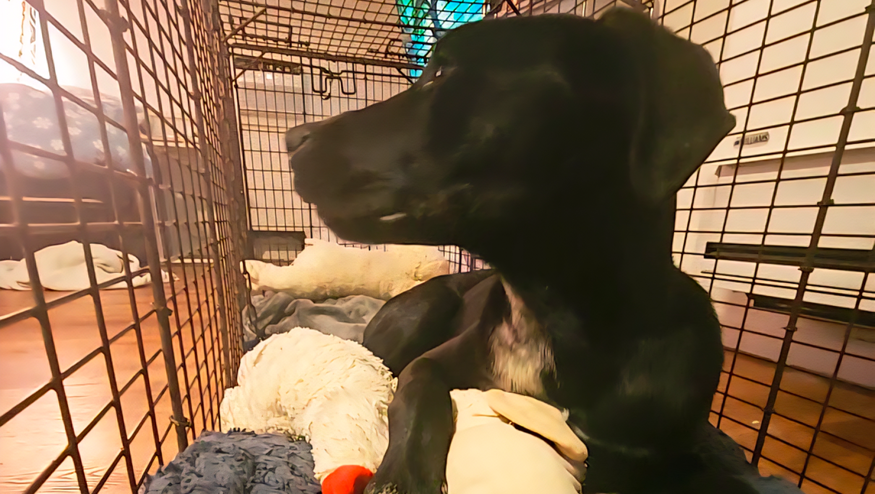 Community Initiative for Lost and Abandoned Animals photo