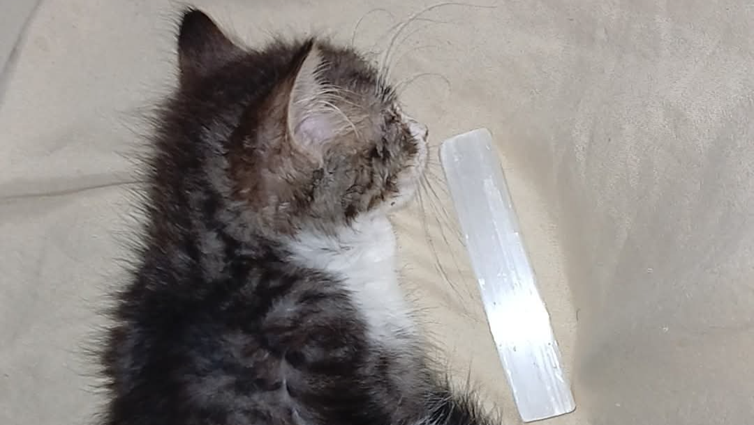 Aid for Family Overcoming Tragedy and Illness photo