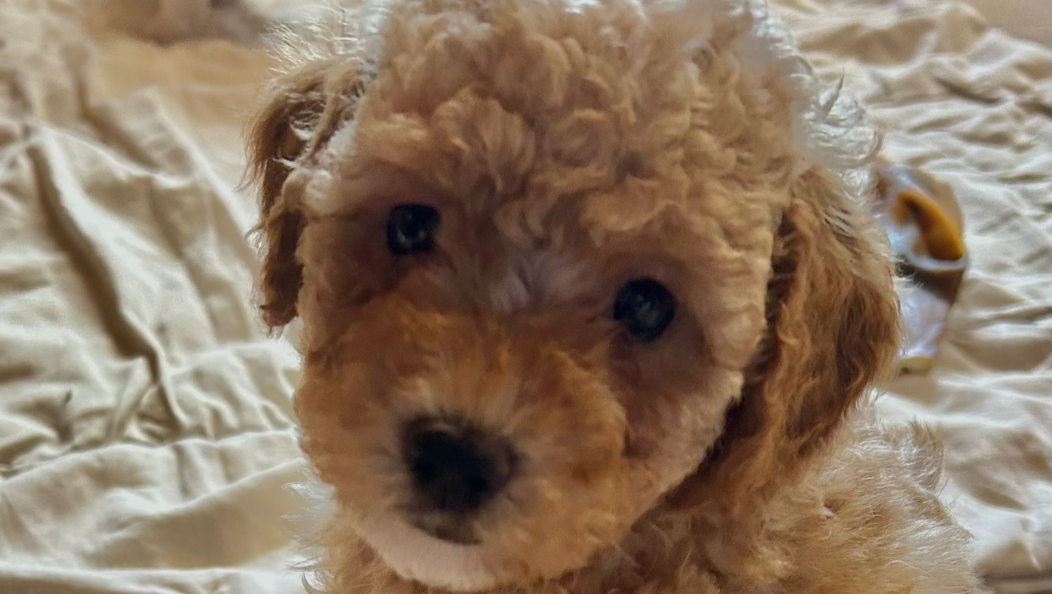 Herz für Oskar - hilf mir mein neues Zuhause einzurichten photo