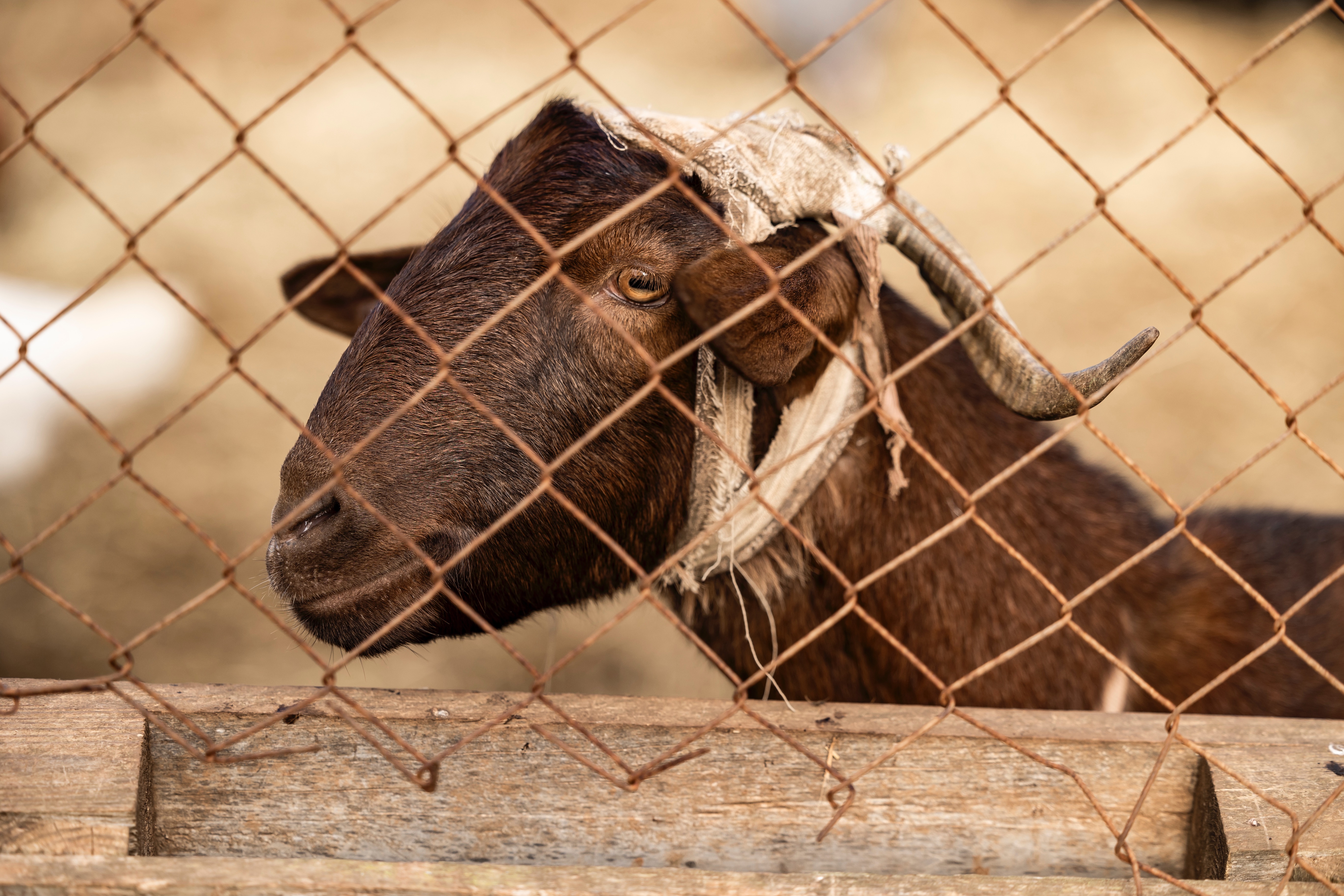 Keep the rescue alive - Don't let the sanctuary go silent. campaign photo, 6 of 8