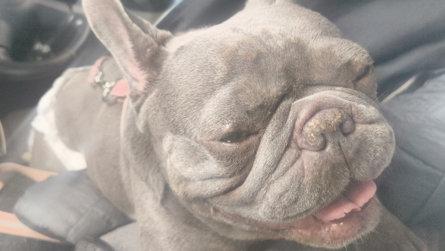 Meds, Dog Crate Hire for rest and Hydrotherapy photo