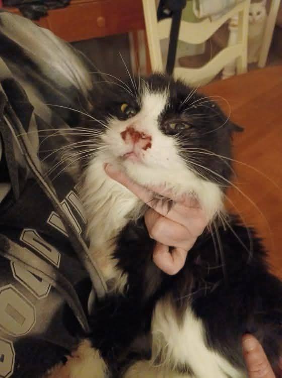 Urgence : Aidez Chantal à sauver son refuge pour chats campaign photo, 7 of 8