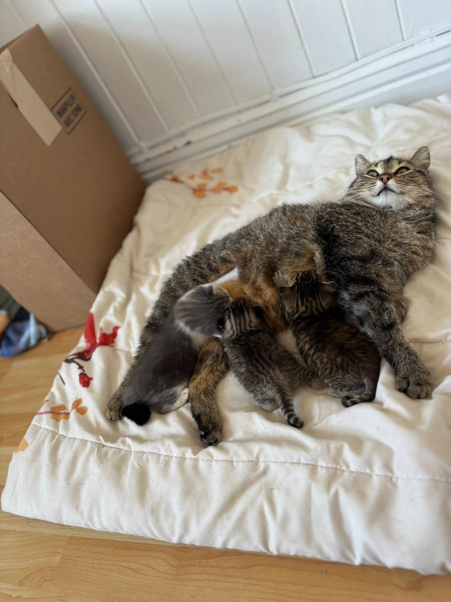 Urgence : Aidez Chantal à sauver son refuge pour chats campaign photo, 2 of 8