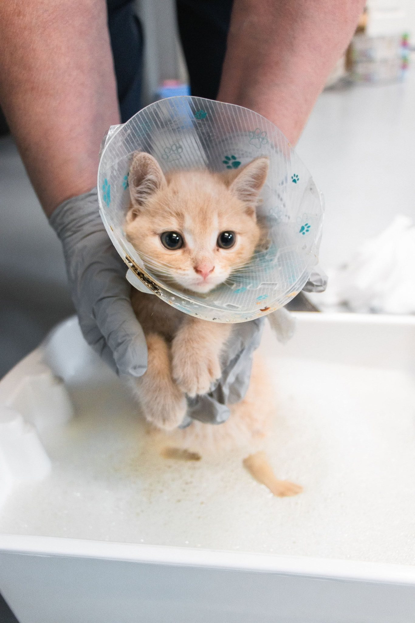 Urgence : Aidez Chantal à sauver son refuge pour chats campaign photo, 4 of 8