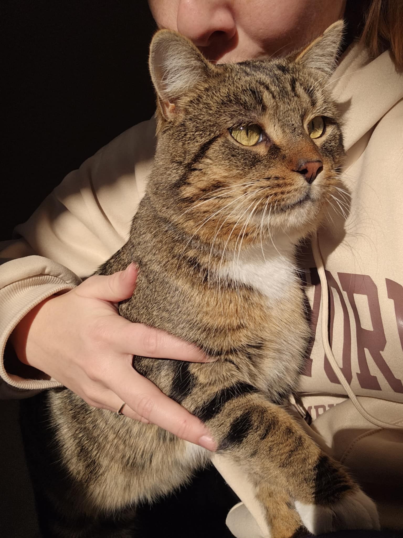 Urgence : Aidez Chantal à sauver son refuge pour chats campaign photo, 6 of 8