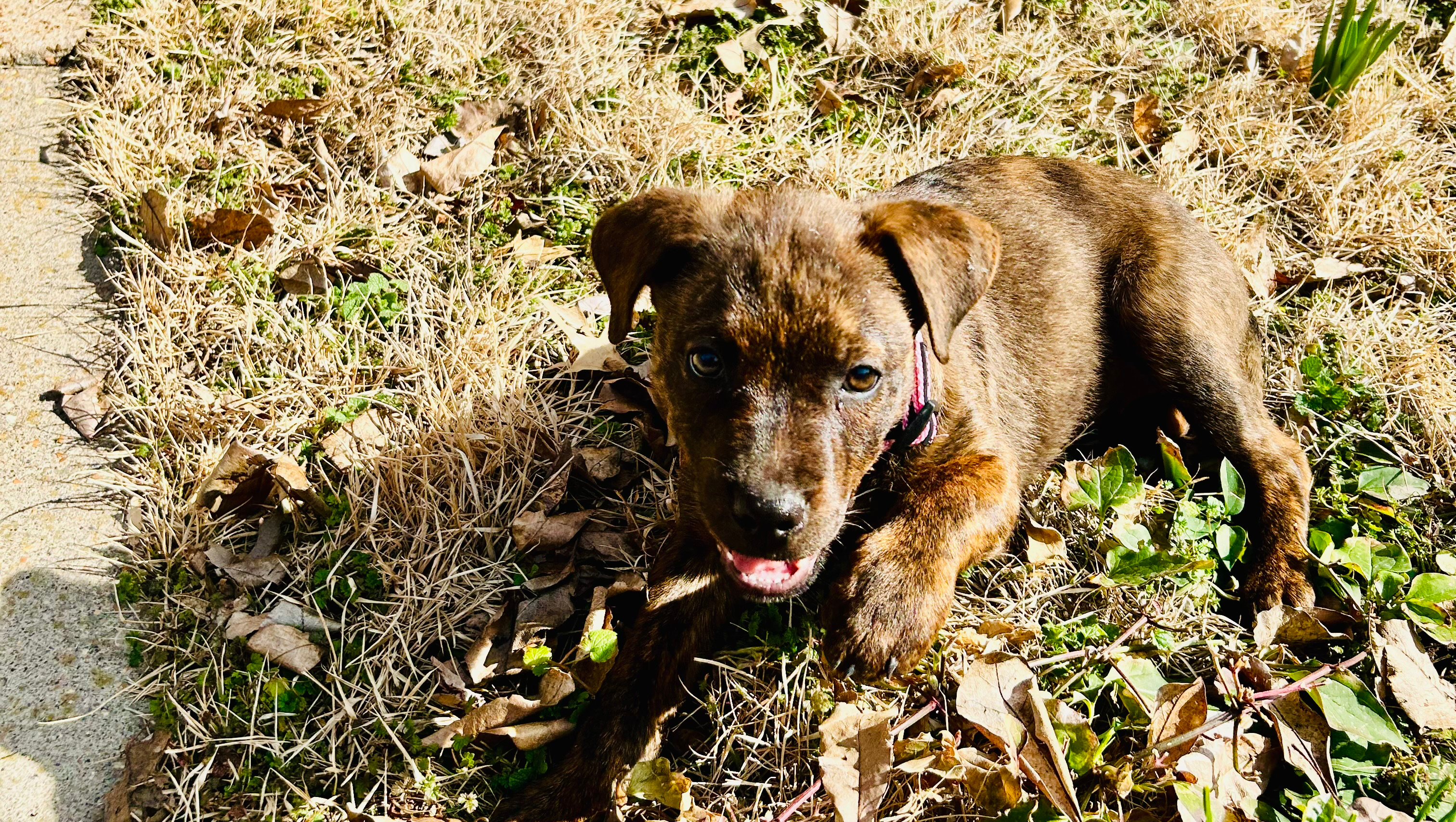 Please Help Me Get Care For My Puppy Zaylee photo