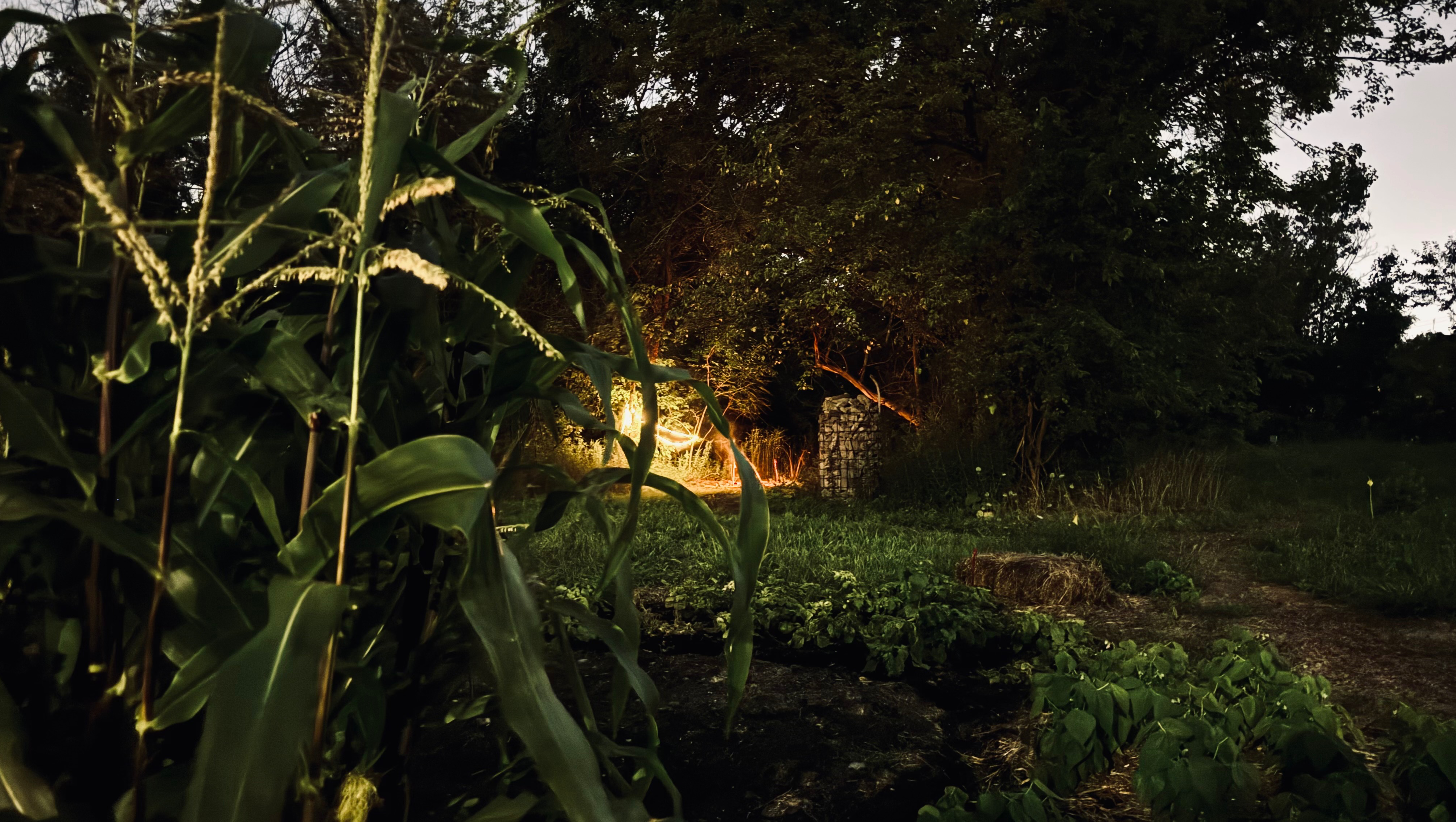 Land Back in Detroit: Noojimo’waning- A Place for Healing photo