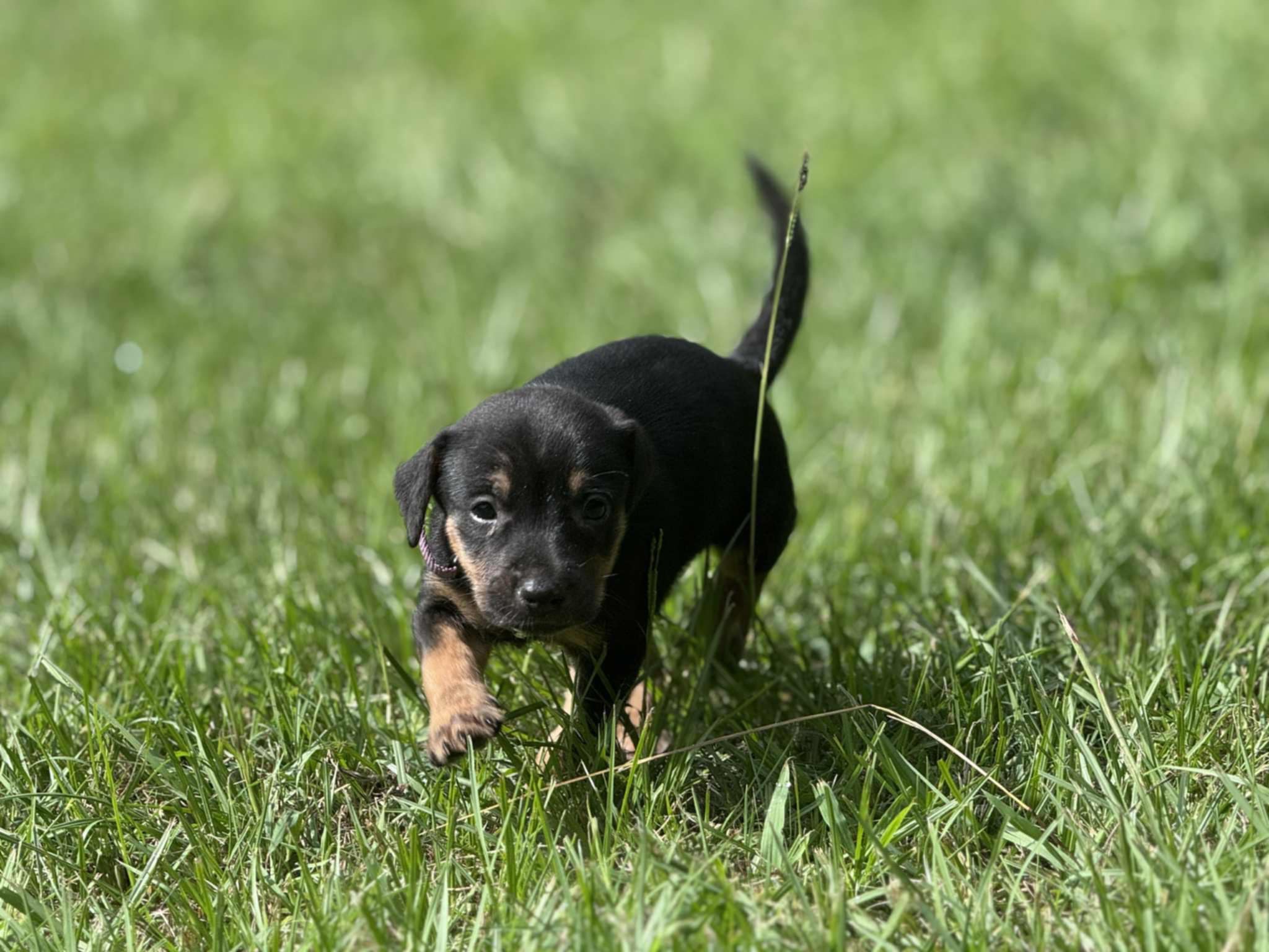 Abandoned Puppies campaign photo, 2 of 6