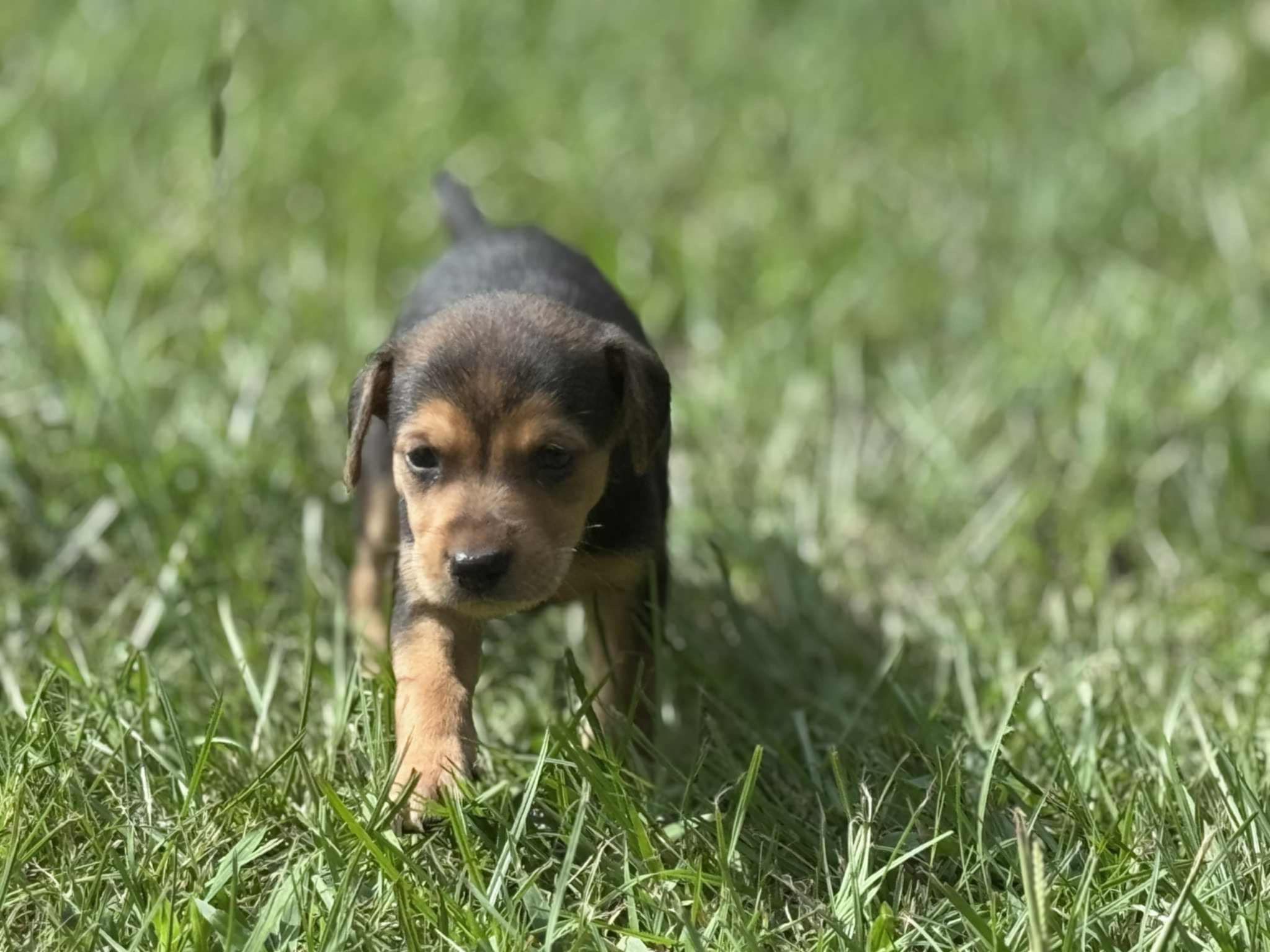 Abandoned Puppies campaign photo, 4 of 6