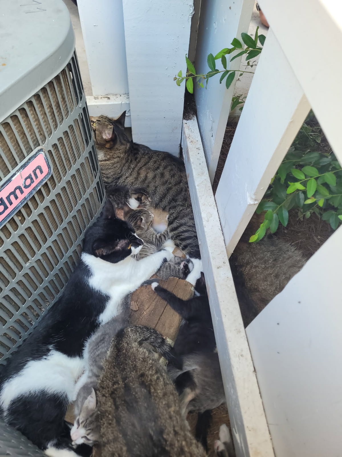 Dumped Cats of Sandy Springs campaign photo, 7 of 8