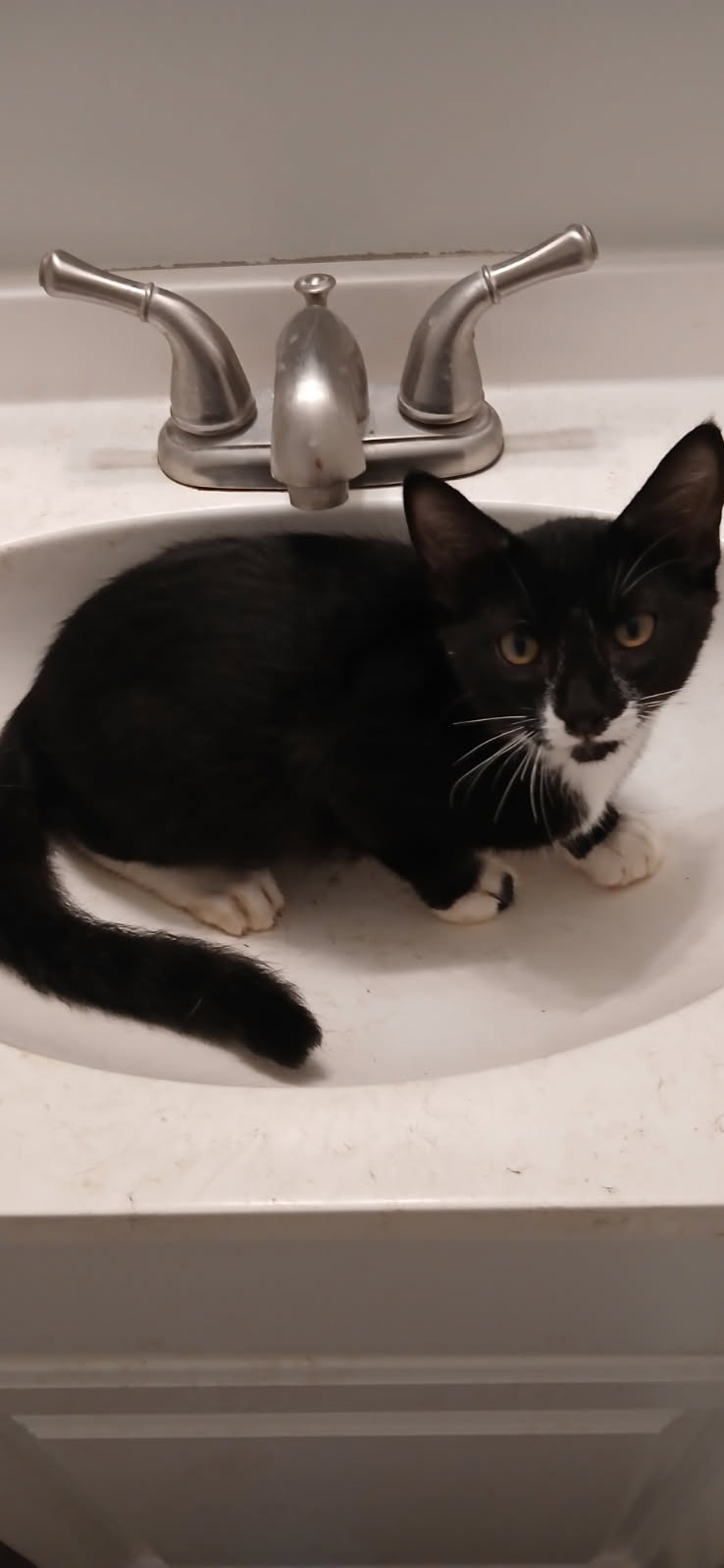 Dumped Cats of Sandy Springs campaign photo, 4 of 8