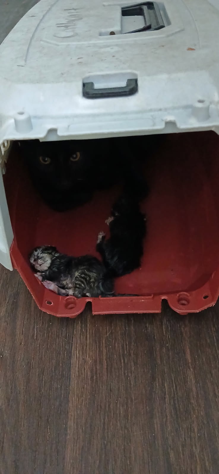 Dumped Cats of Sandy Springs campaign photo, 5 of 8