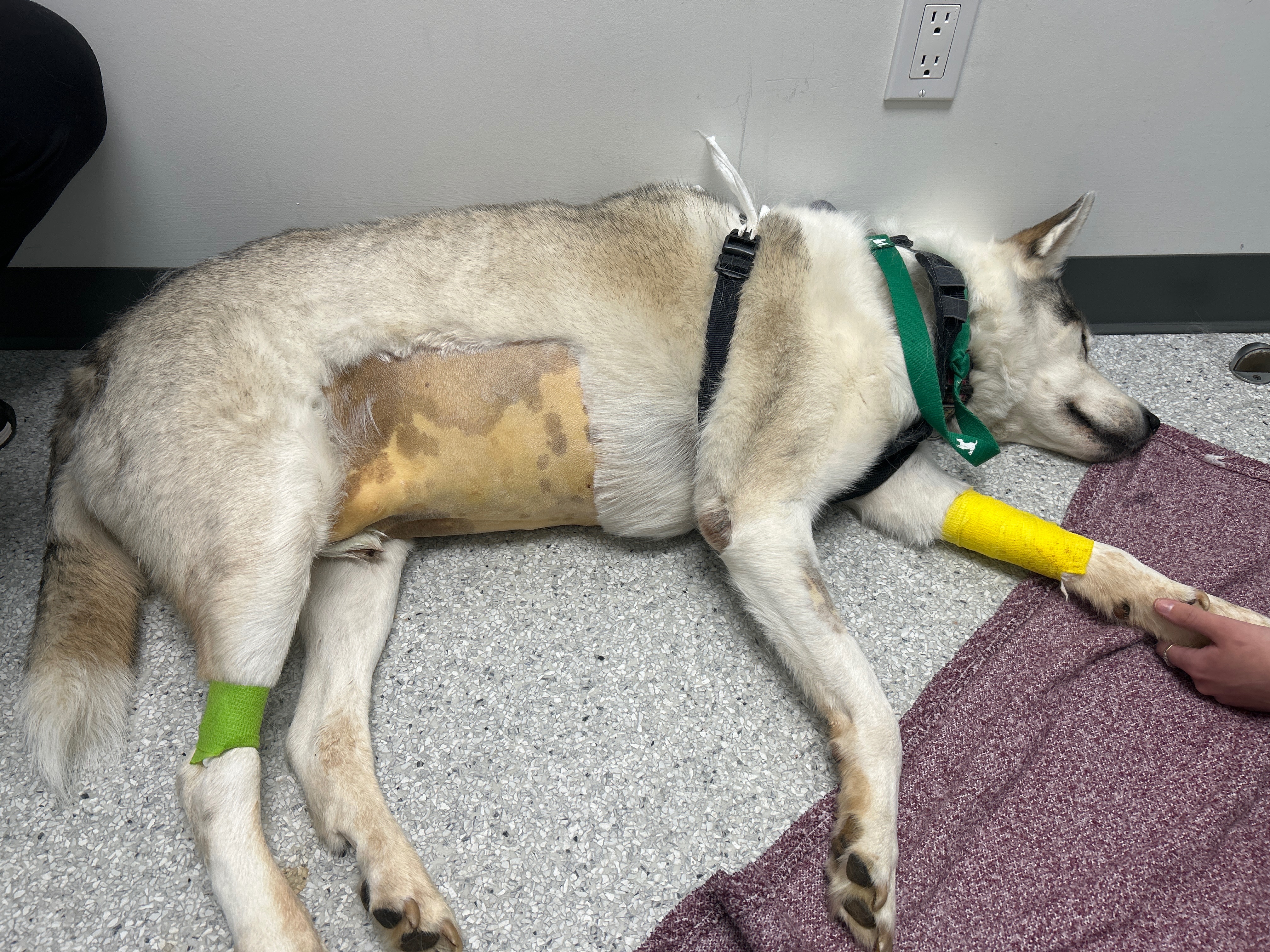 Help Togo Get Life Saving Plasmapheresis Treatment campaign photo, 6 of 6