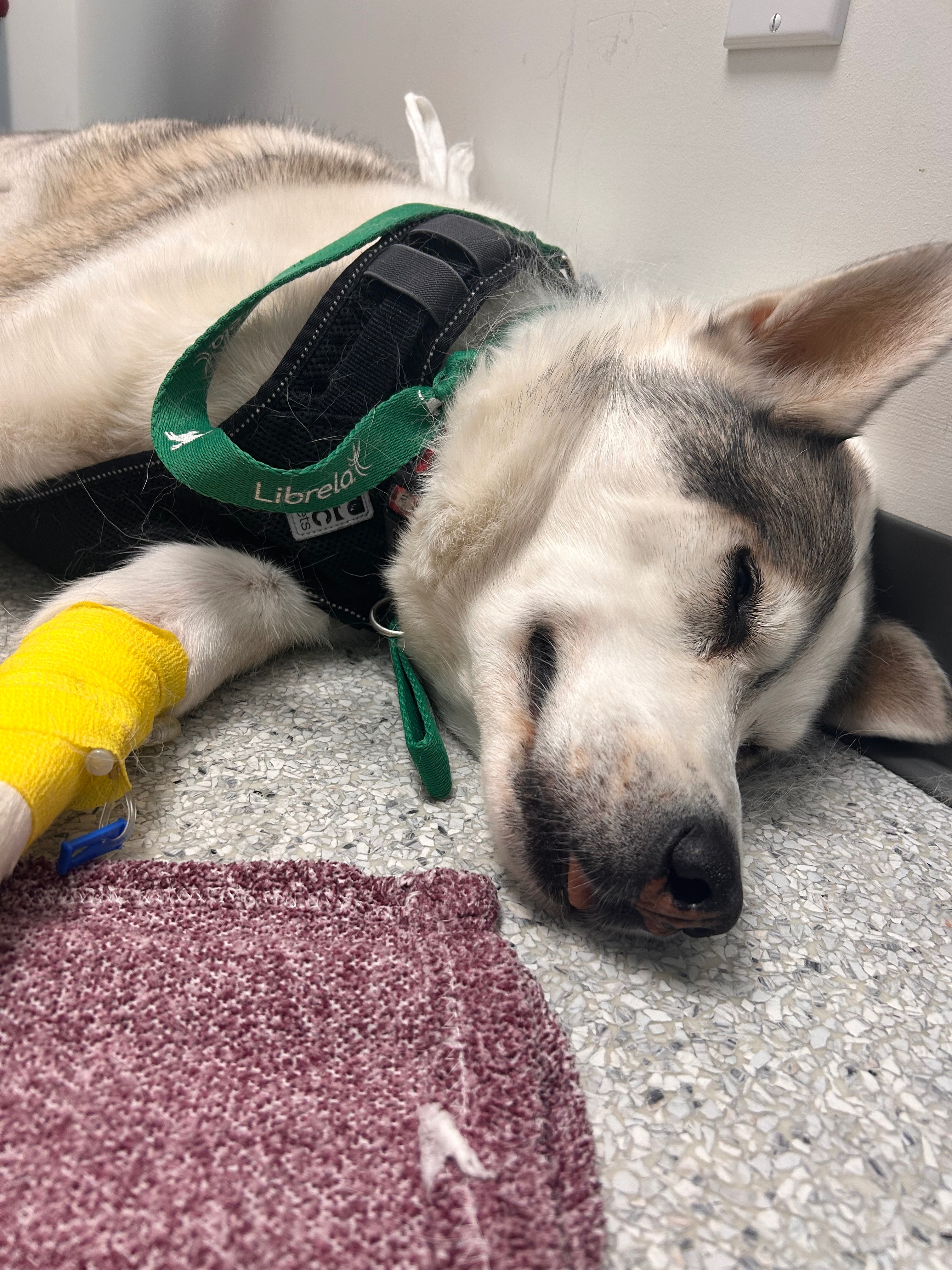 Help Togo Get Life Saving Plasmapheresis Treatment campaign photo, 5 of 6
