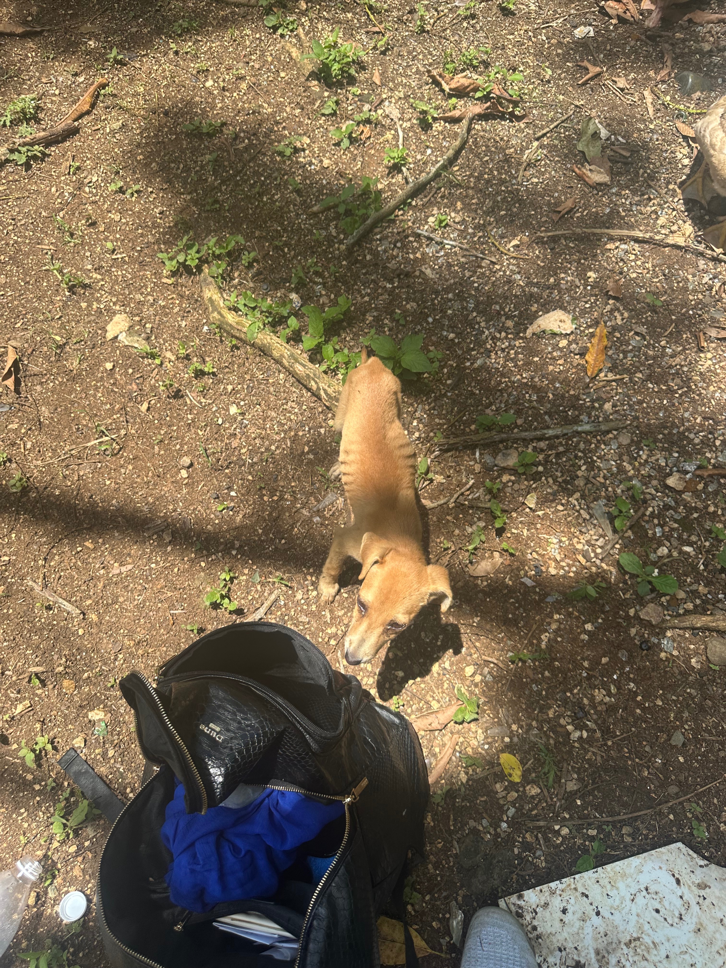 Save Starving pups -Hurricane Melissa Emergency Fund campaign photo, 4 of 5