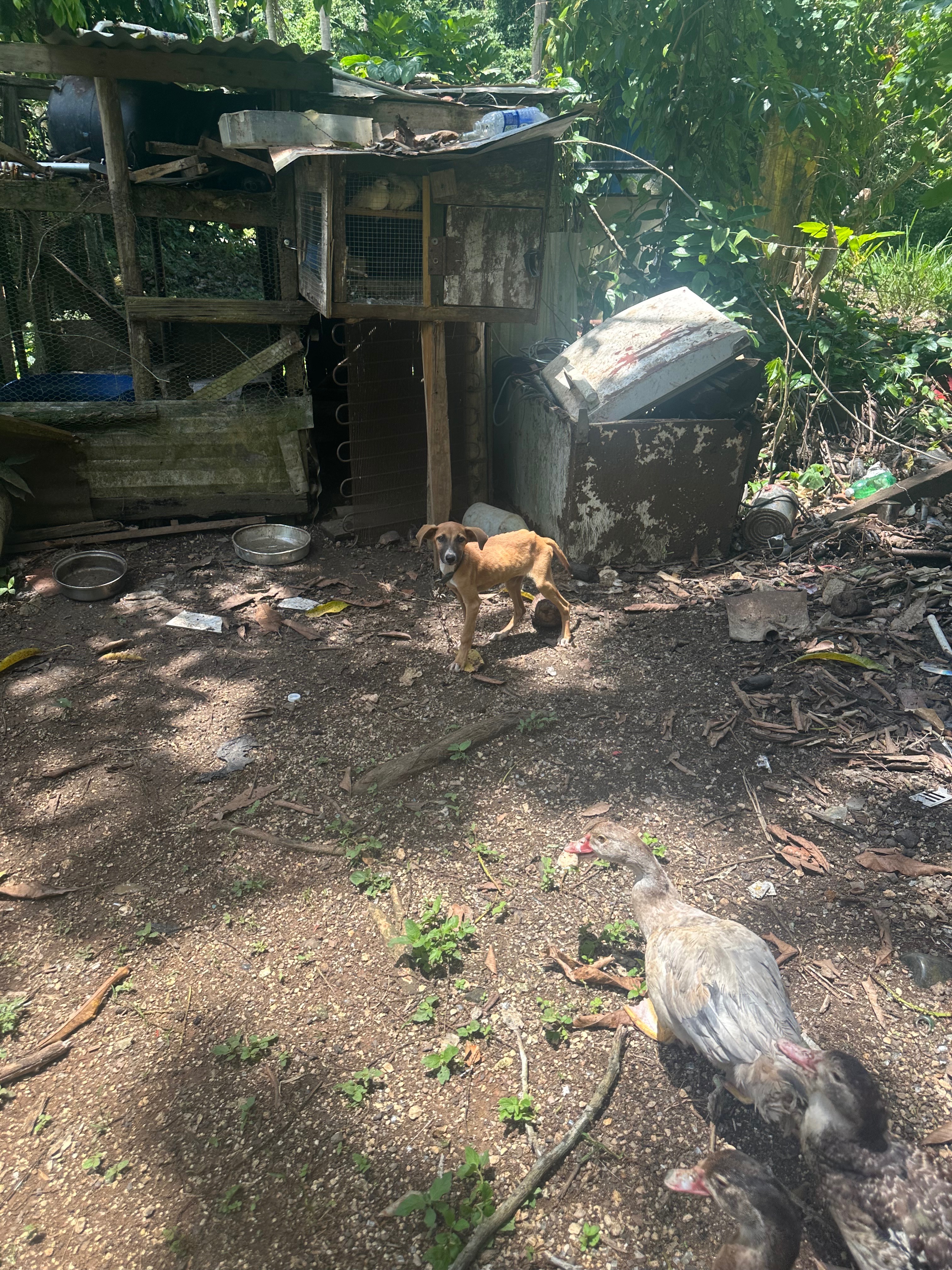Save Starving pups -Hurricane Melissa Emergency Fund campaign photo, 2 of 5