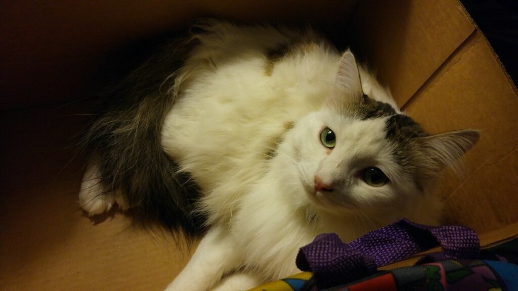 User-uploaded image 1