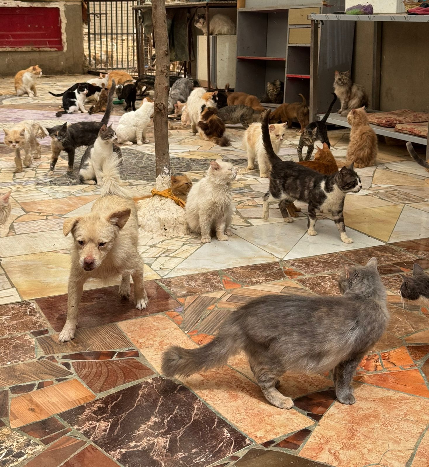 Zee Shelter - Help for Food, Vaccines & Medication campaign photo, 2 of 4