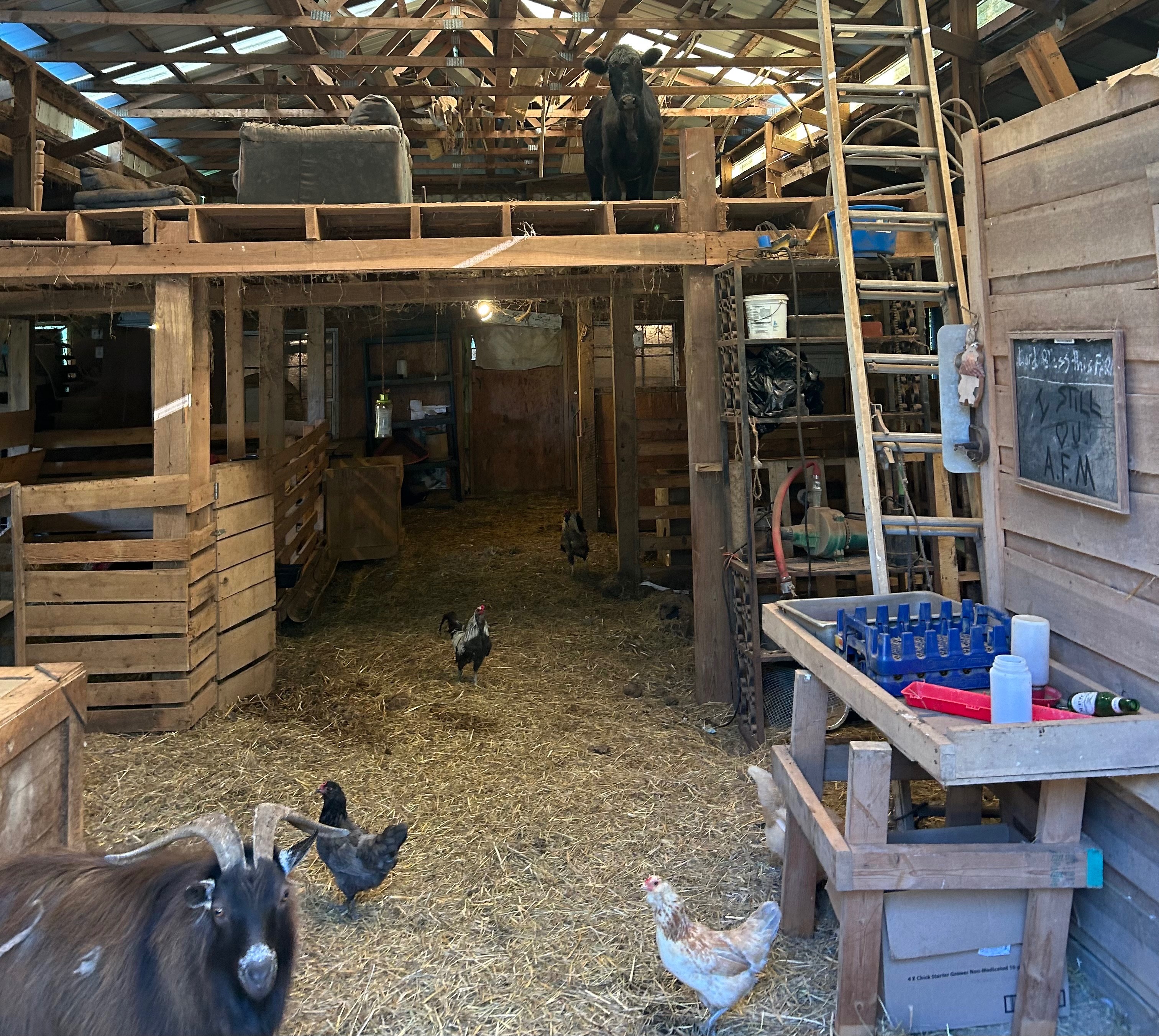 Mitchell Hill Farms Tennessee campaign photo, 7 of 8