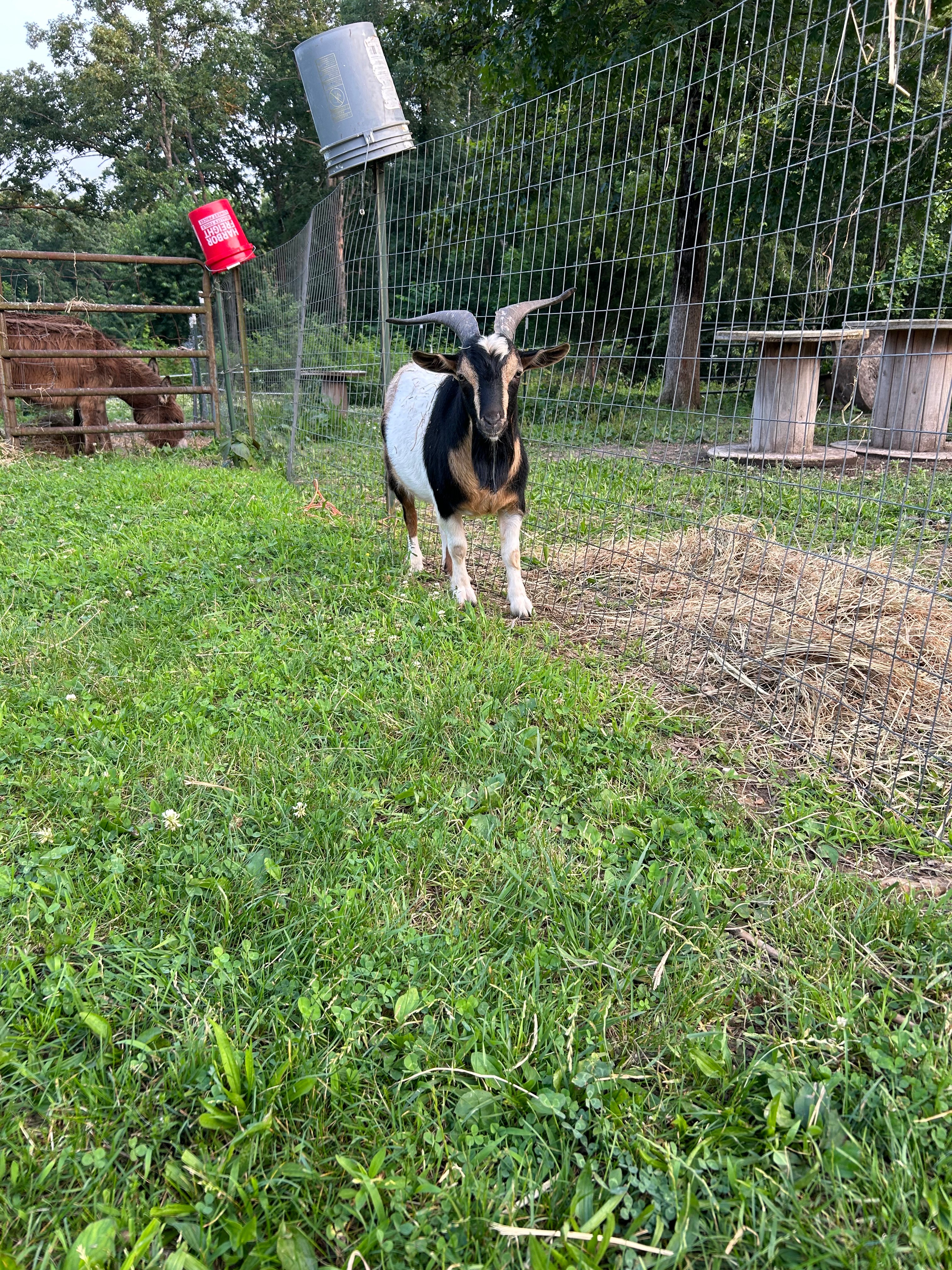 Mitchell Hill Farms Tennessee campaign photo, 6 of 8