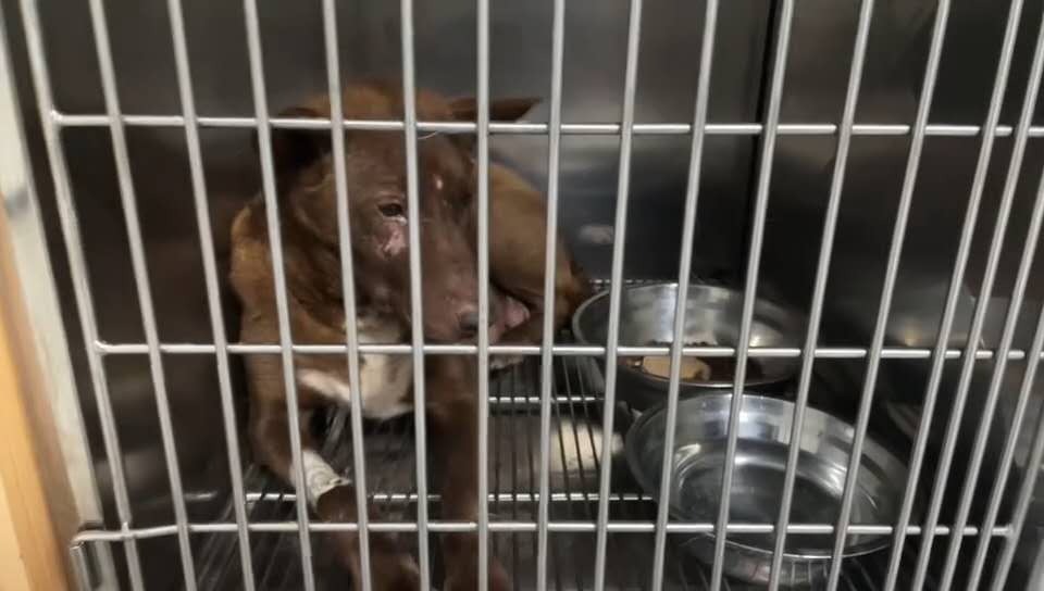 URGENT: Our Animals NEED Medical Care, PLEASE HELP campaign photo, 7 of 7