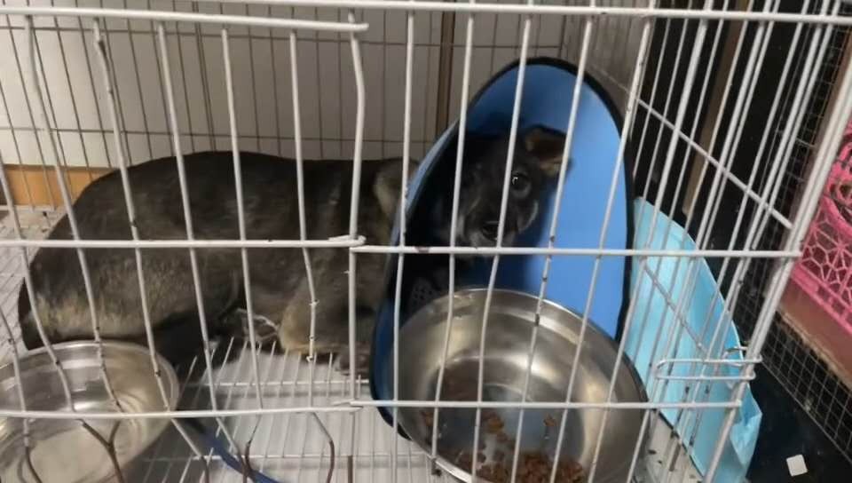 URGENT: Our Animals NEED Medical Care, PLEASE HELP campaign photo, 4 of 7