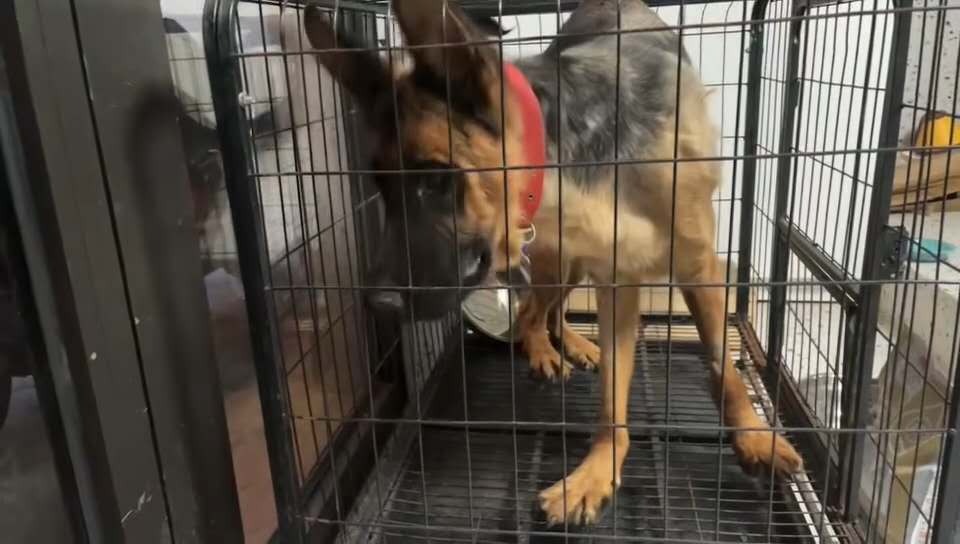 URGENT: Our Animals NEED Medical Care, PLEASE HELP campaign photo, 5 of 7