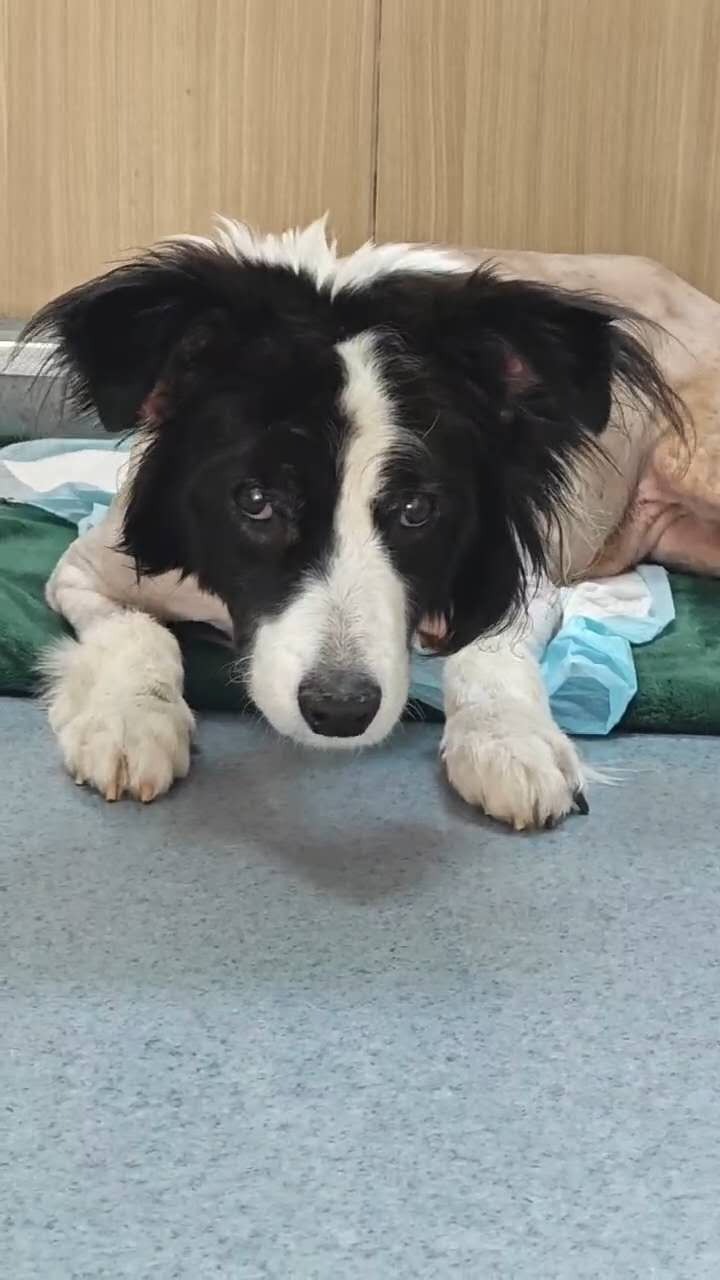 URGENT: Our Animals NEED Medical Care, PLEASE HELP campaign photo, 6 of 7