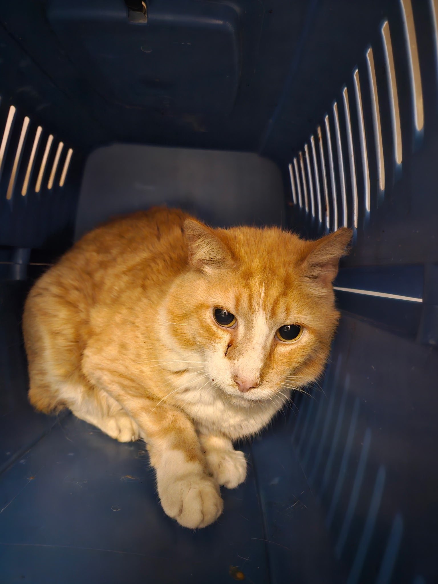 User-uploaded image 1