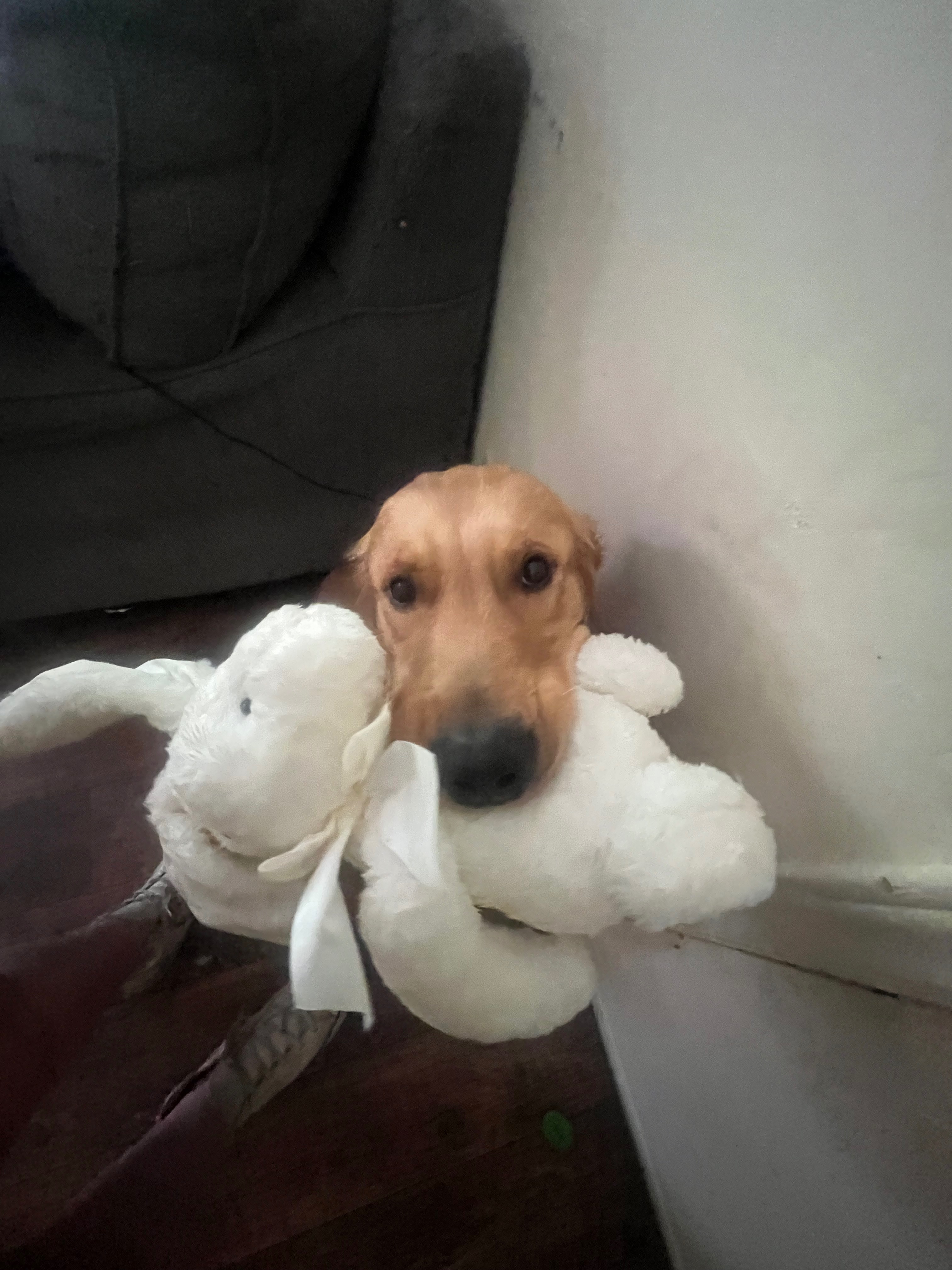 User-uploaded image 1