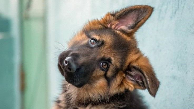 Donate to Alina's Service Dog Fund