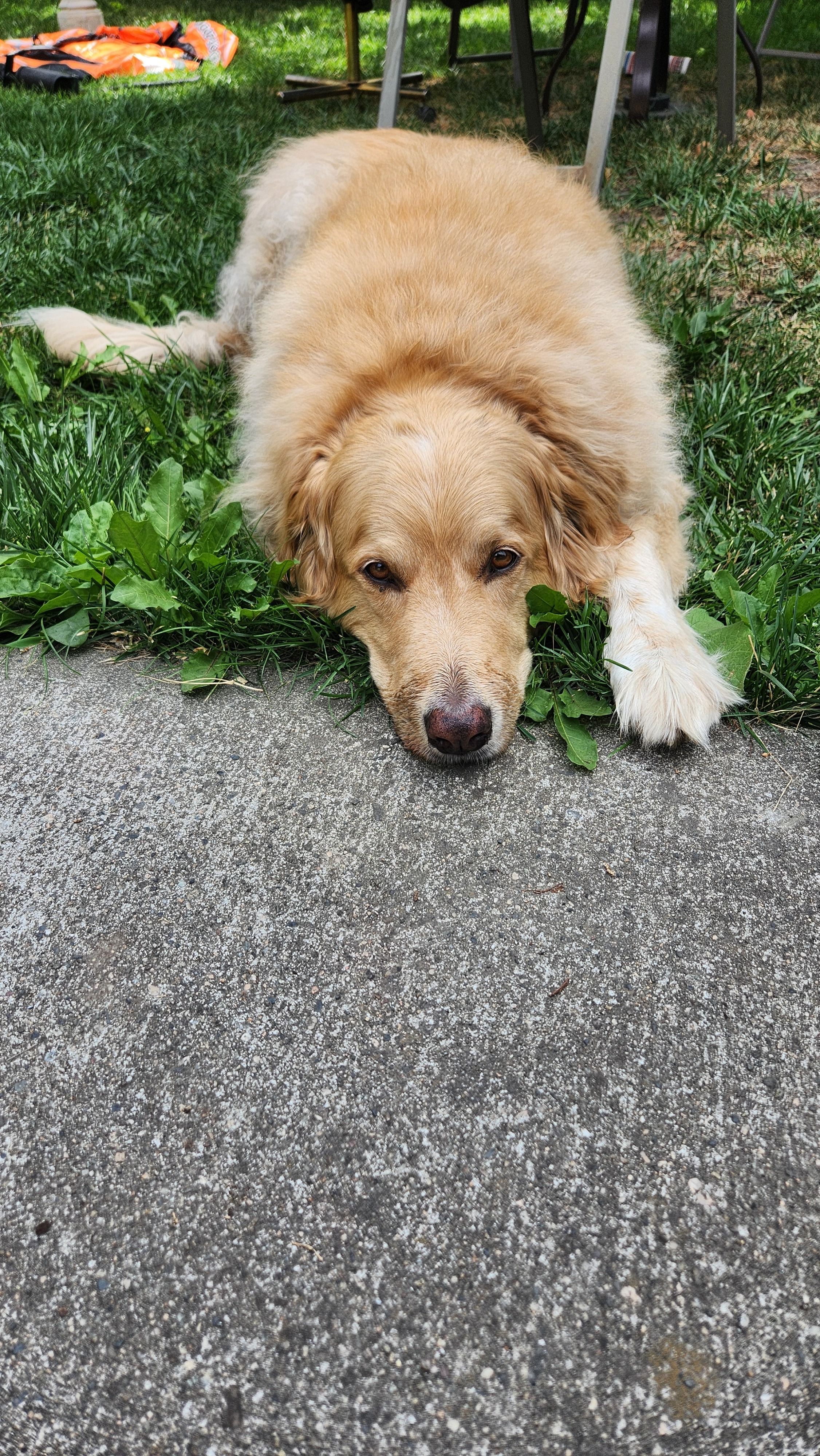 Emergency Dog Expenses  campaign photo, 5 of 6