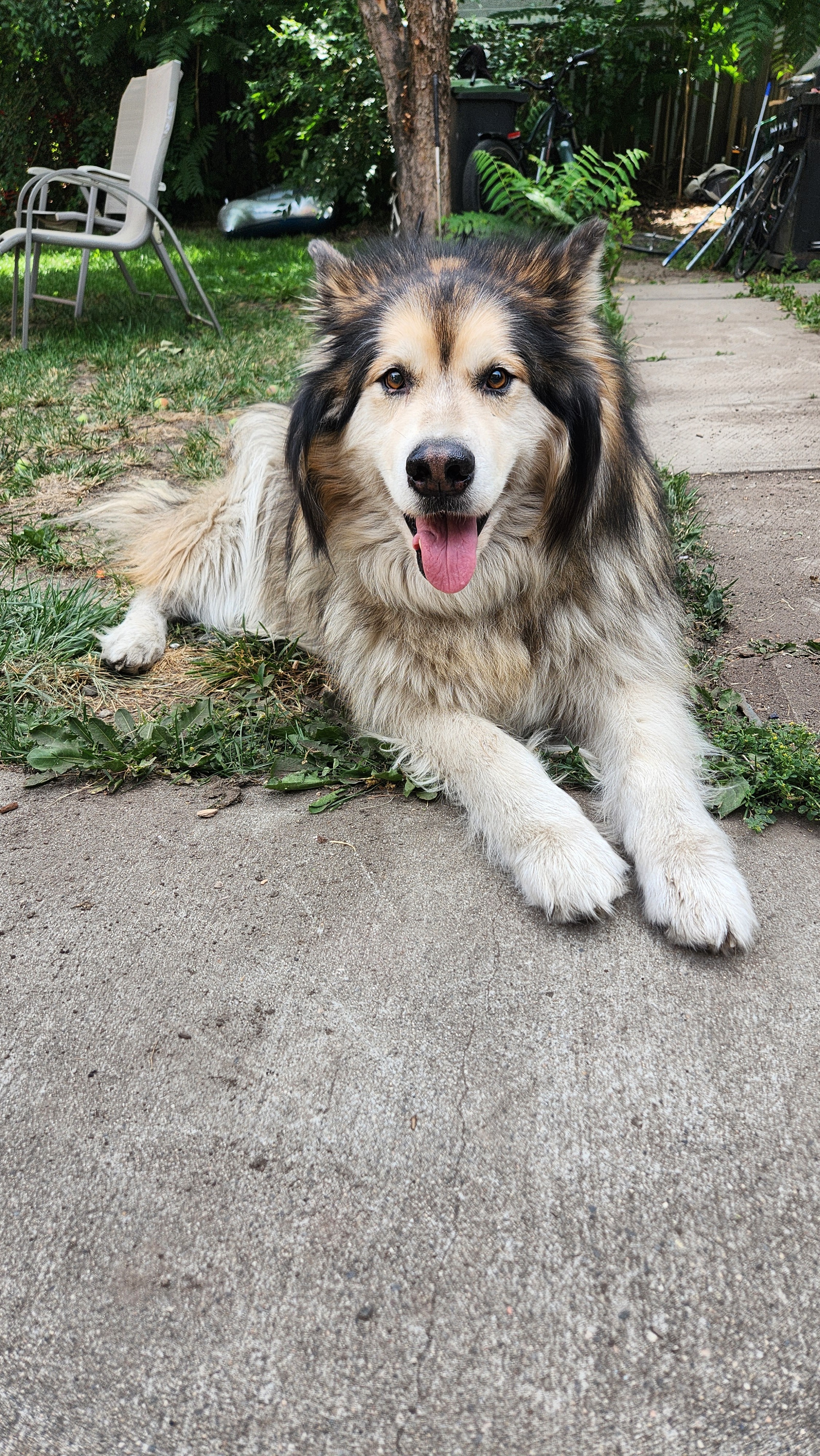Emergency Dog Expenses  campaign photo, 2 of 6