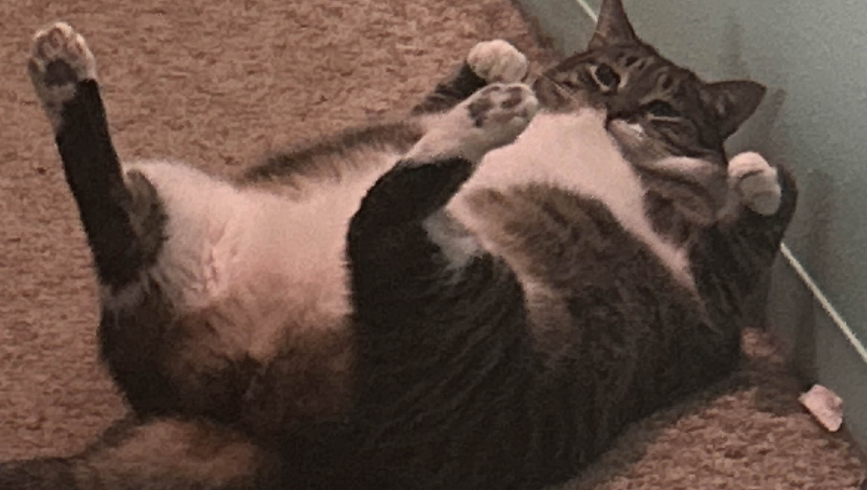 Help Travis Save Chloe from Panleukopenia photo