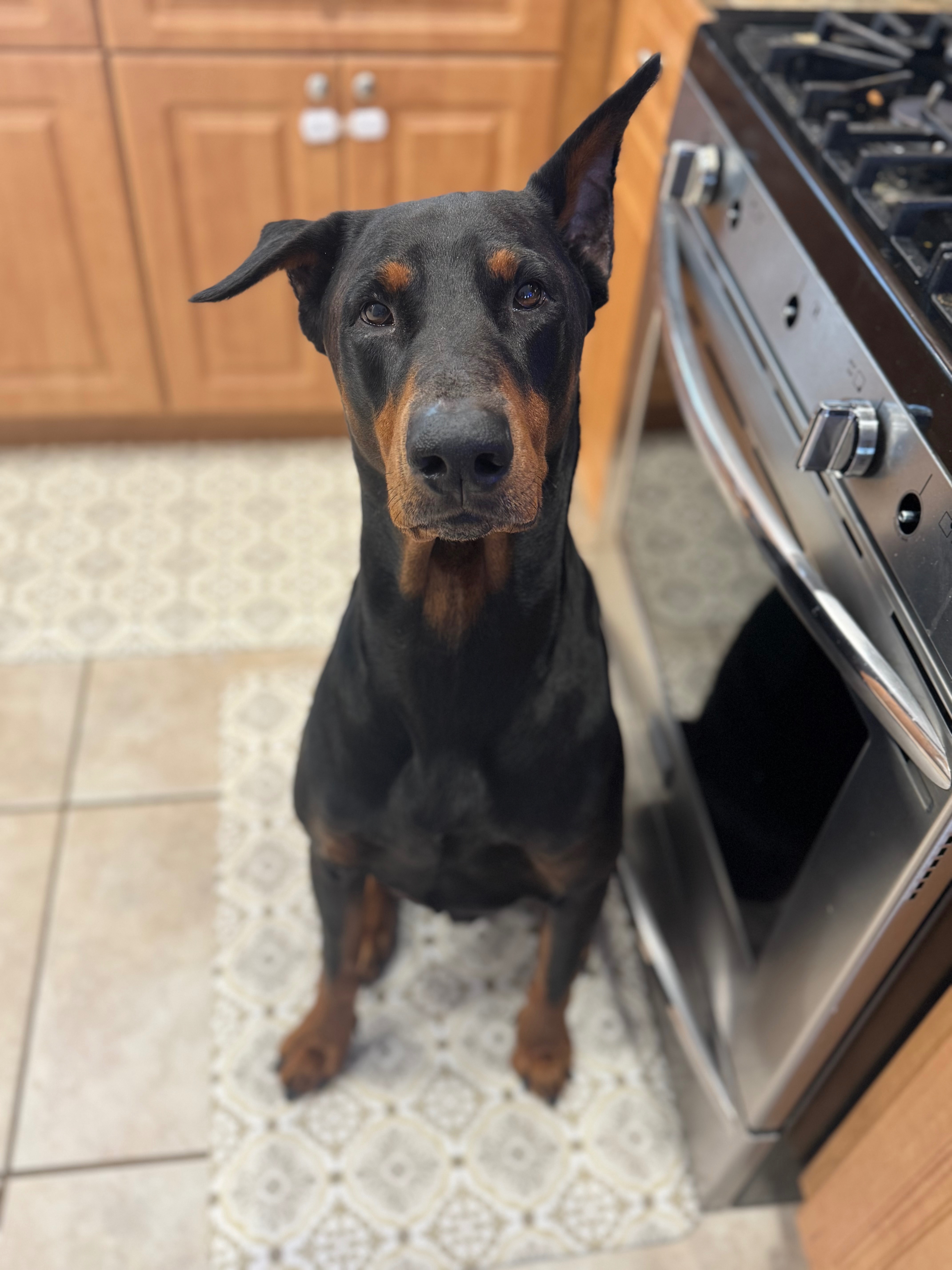 Stand with Apollo – Urgent MRI & Surgery Needed campaign photo, 7 of 8