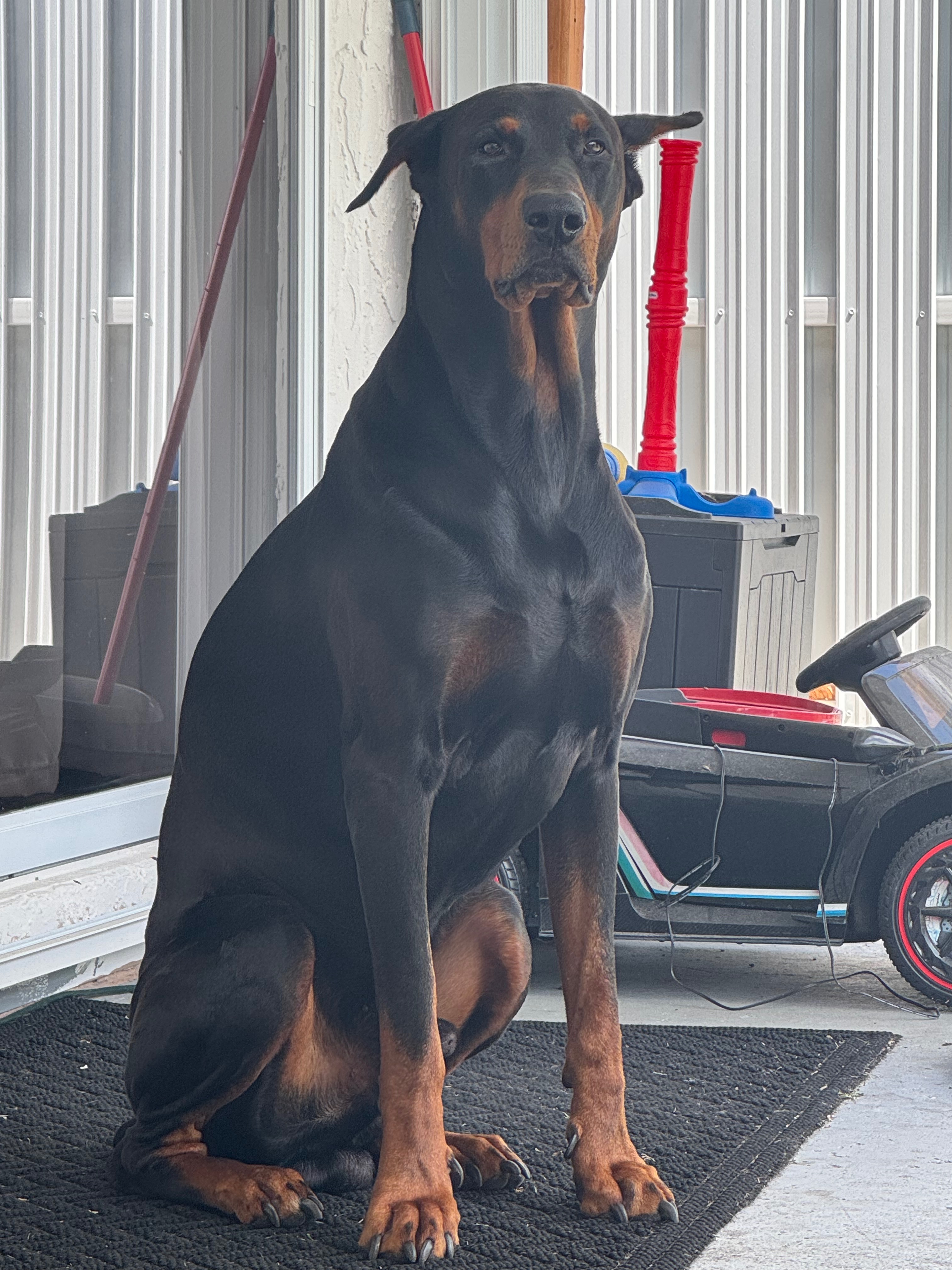 Stand with Apollo – Urgent MRI & Surgery Needed campaign photo, 4 of 8