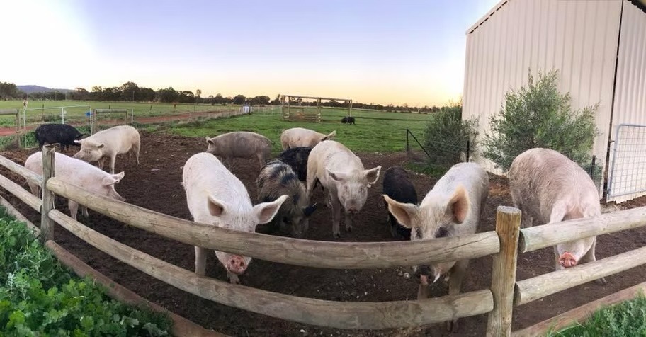 Help for Animal Sanctuary Volunteer Accommodation Waroona campaign photo, 7 of 8