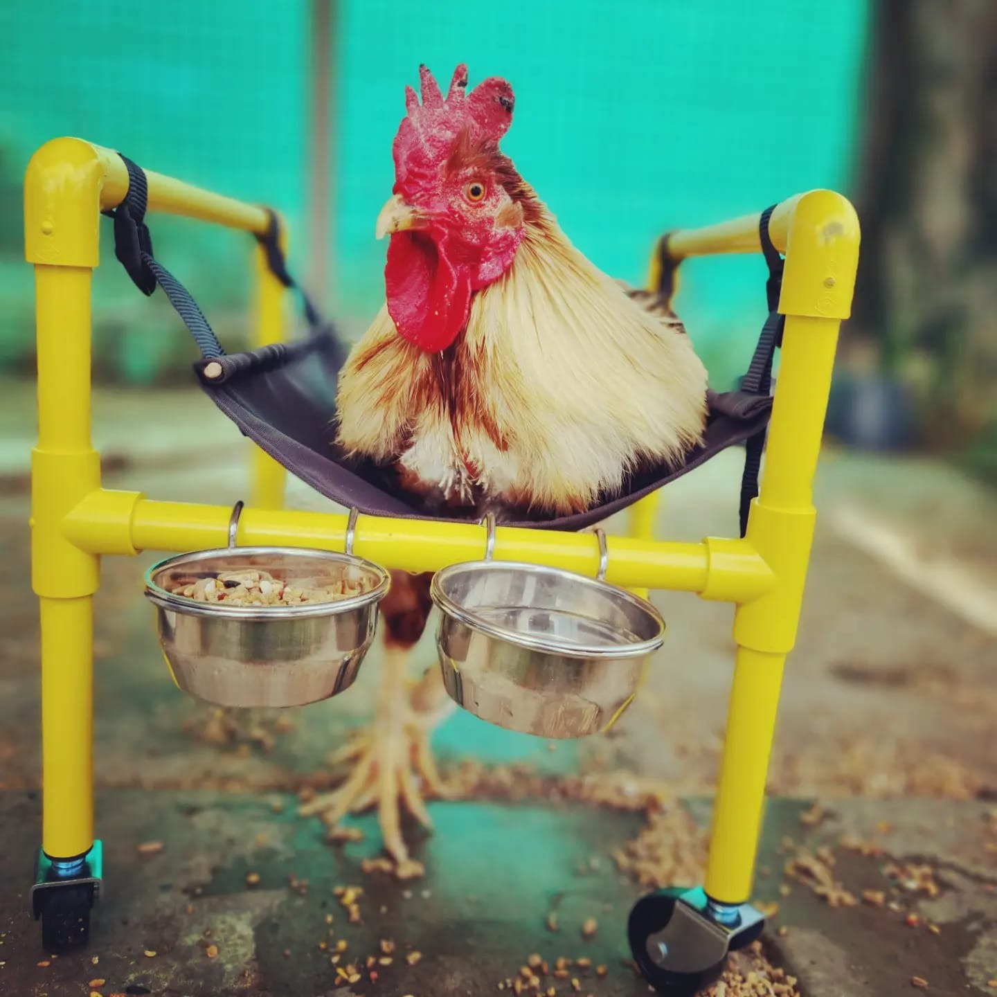 Help for Animal Sanctuary Volunteer Accommodation Waroona campaign photo, 4 of 8
