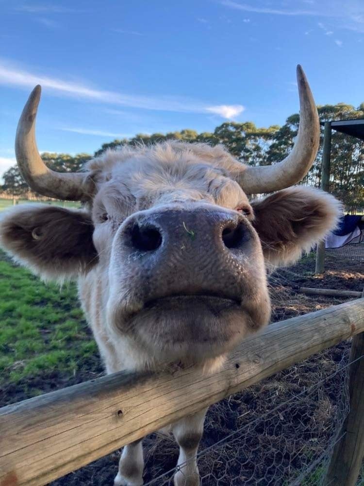 Help for Animal Sanctuary Volunteer Accommodation Waroona campaign photo, 6 of 8