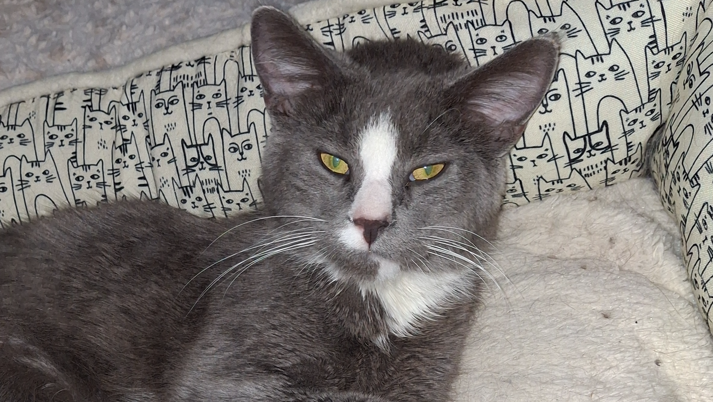 annu．ページ Fundraiser by April Aderman : Support Chase's FIP Journey