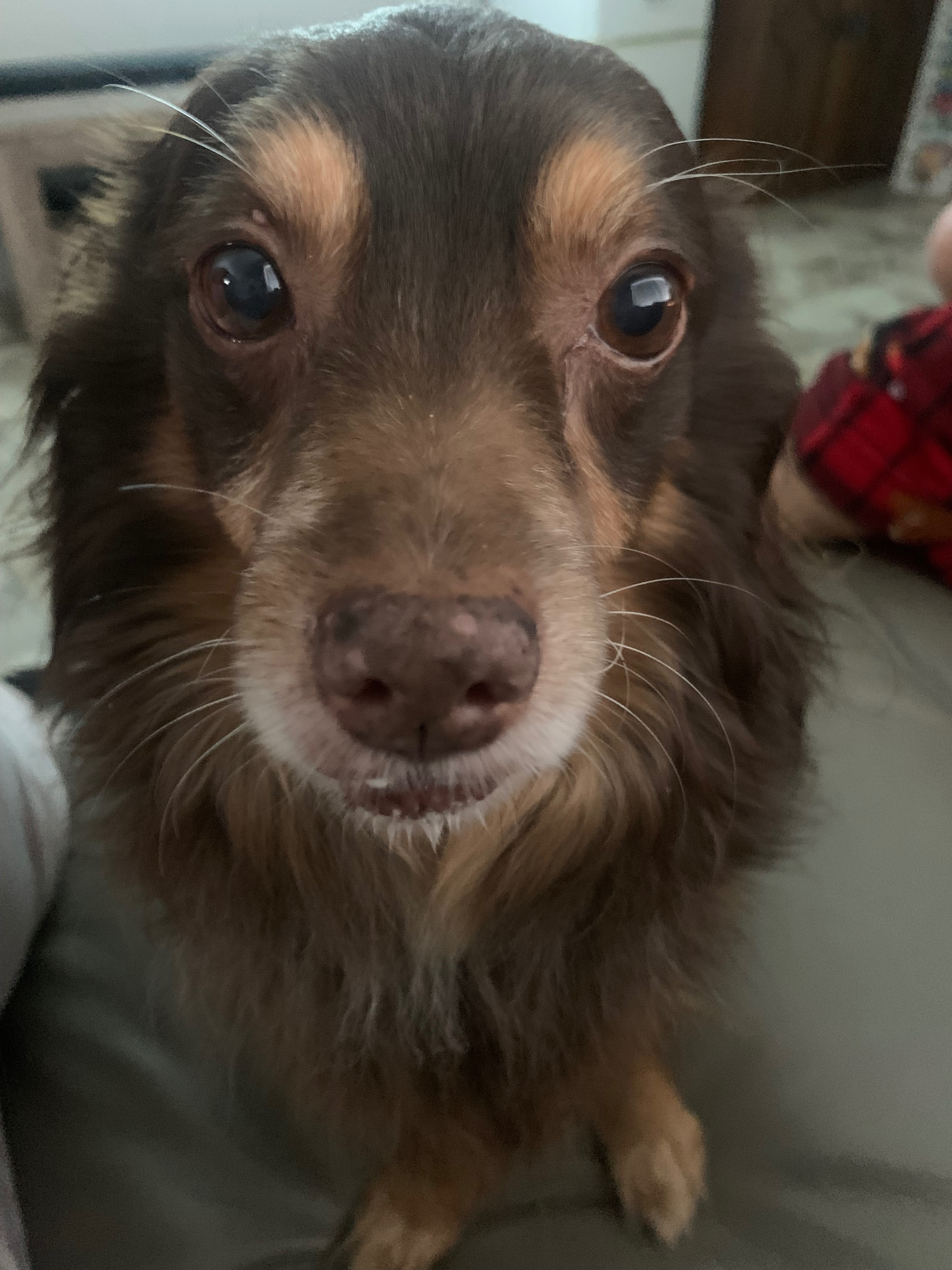Help Teddy Get the Medical Care He Needs campaign photo, 2 of 8