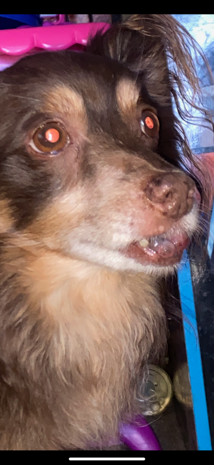 Help Teddy Get the Medical Care He Needs campaign photo, 5 of 8