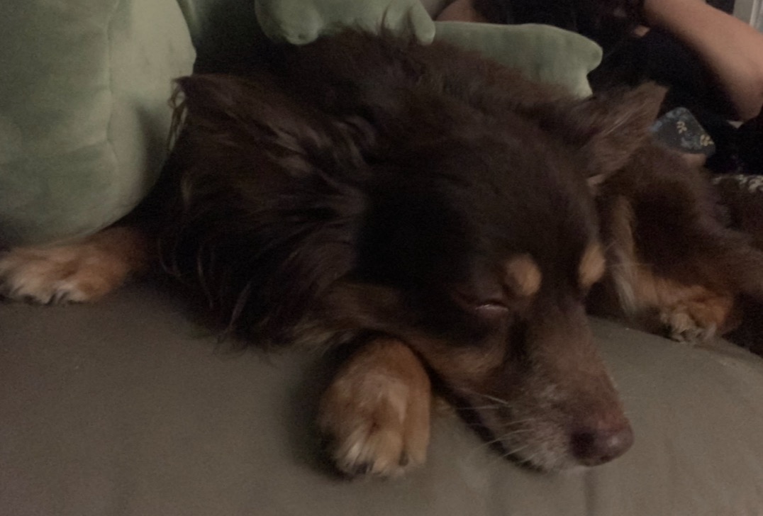 Help Teddy Get the Medical Care He Needs campaign photo, 6 of 8
