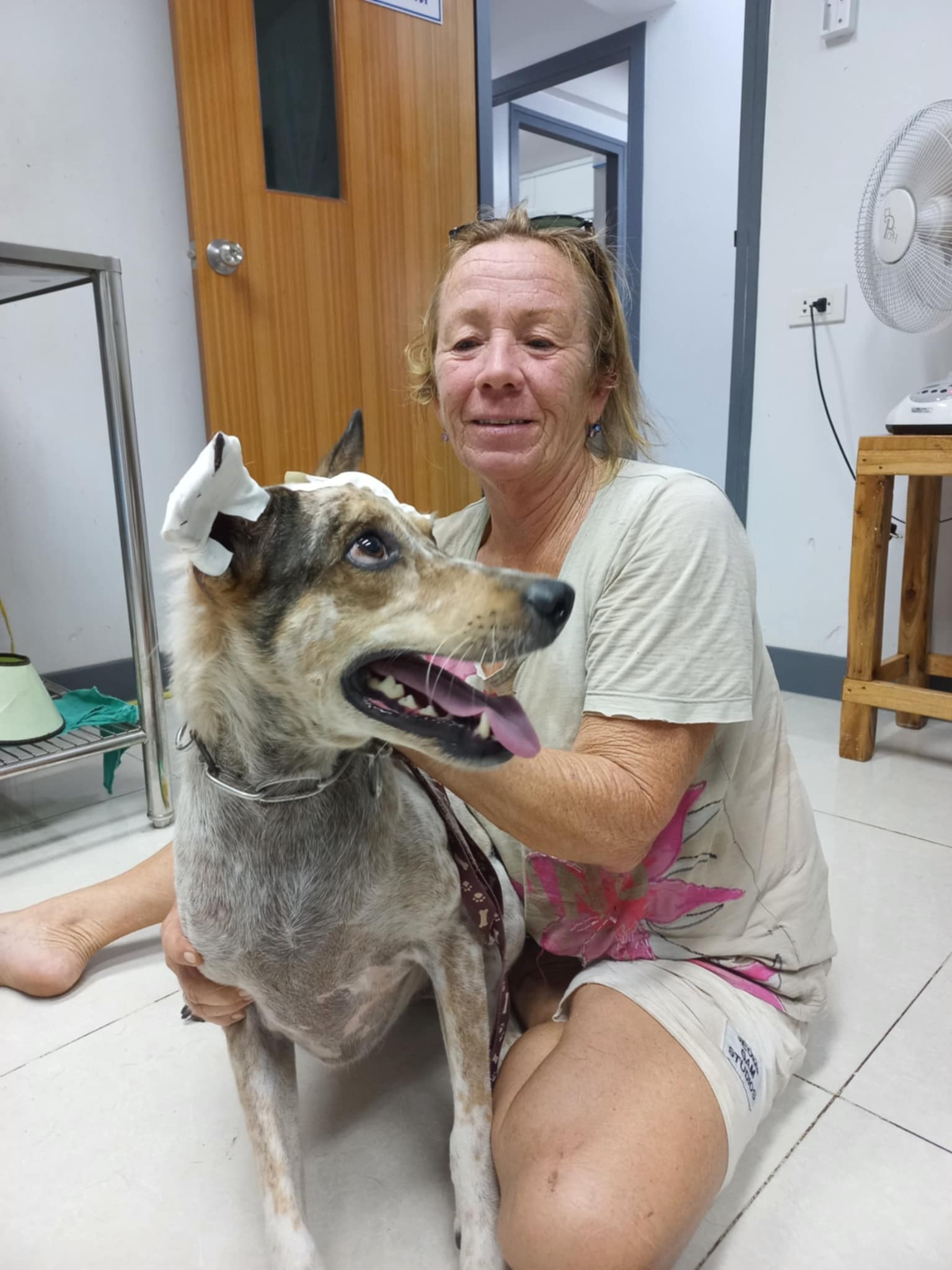 Help stray dogs in Ban Phe, Rayong, Thailand campaign photo, 7 of 8