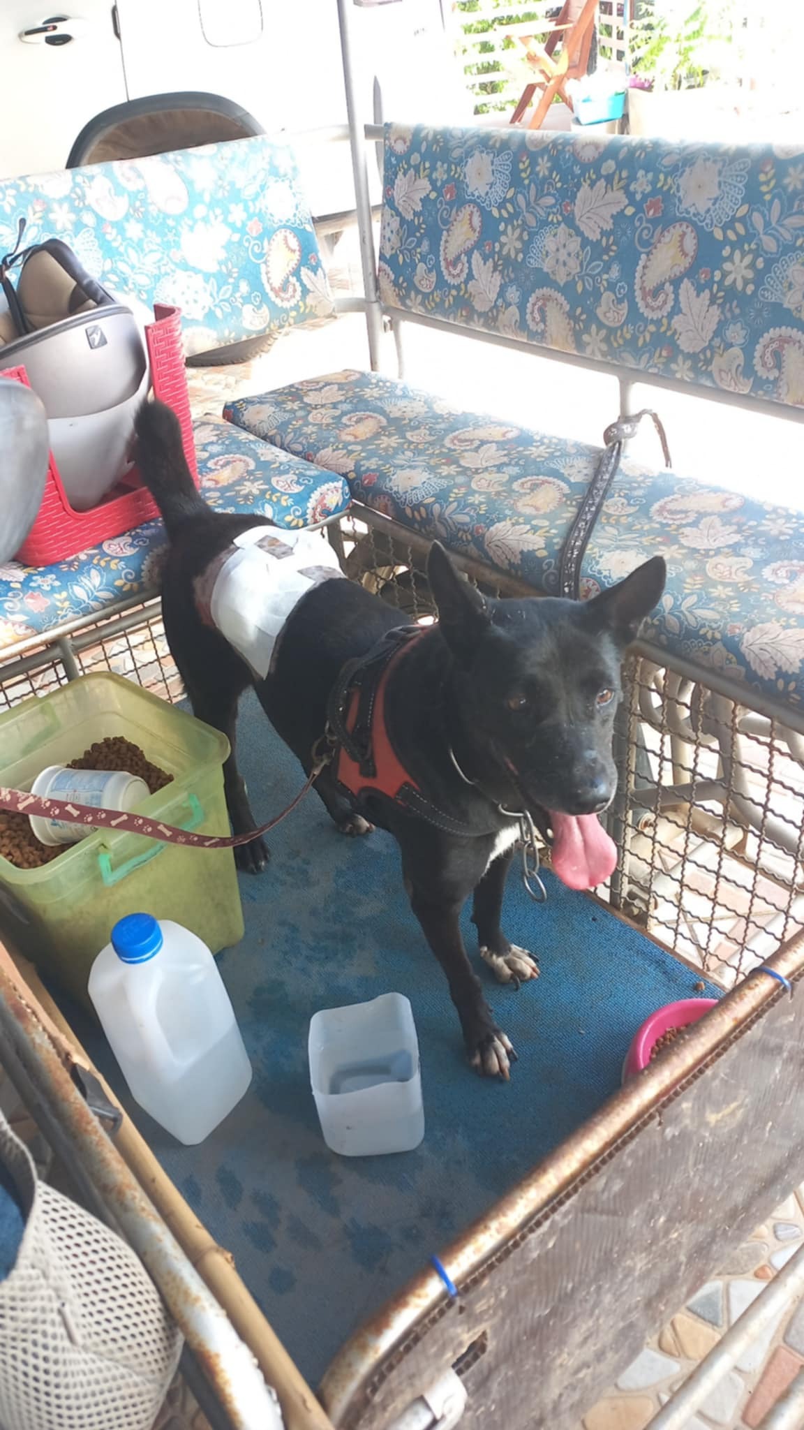 Help stray dogs in Ban Phe, Rayong, Thailand campaign photo, 4 of 8